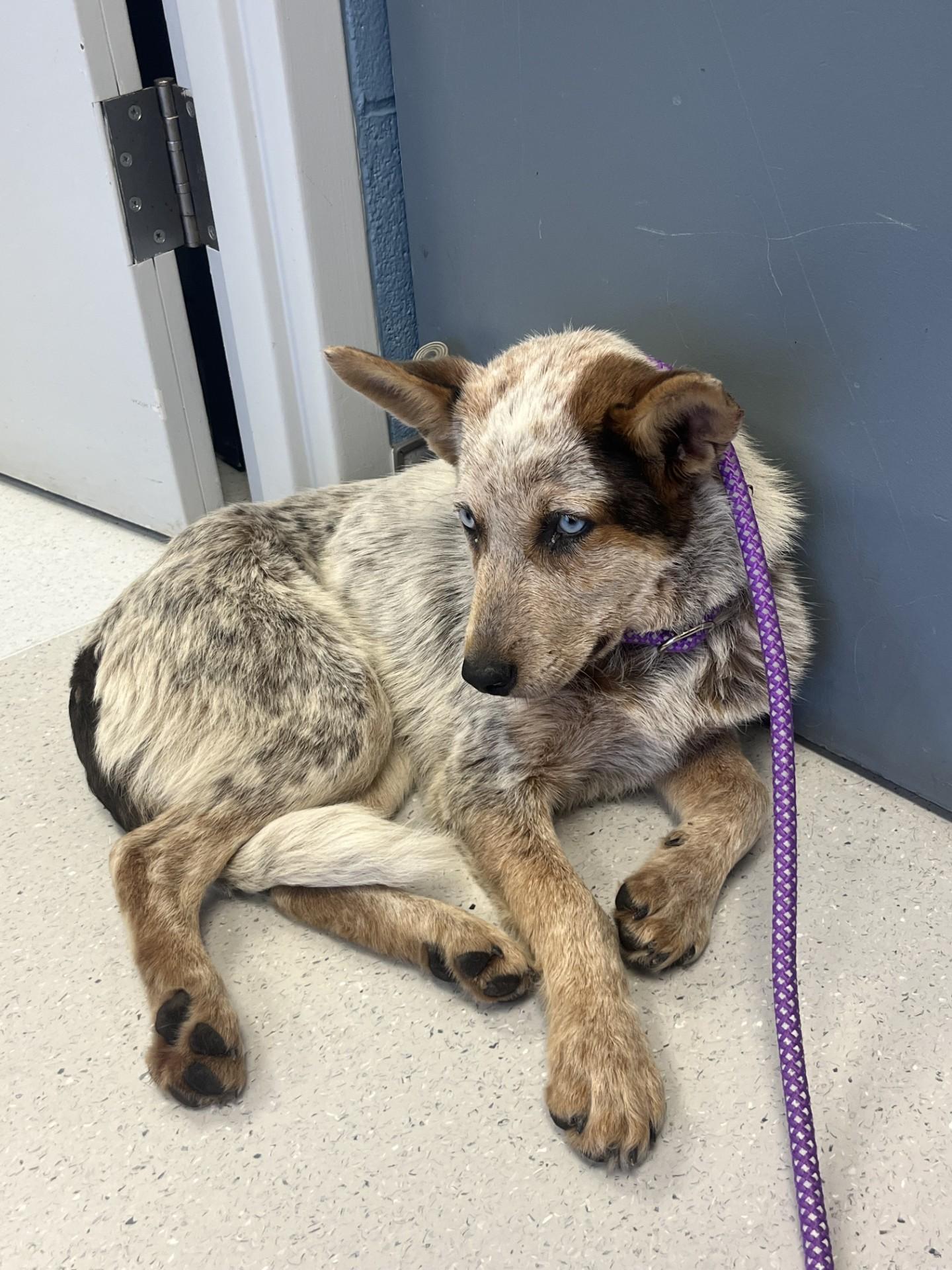Linus, ADOPTABLE, Young Male Australian Cattle Dog / Blue Heeler.