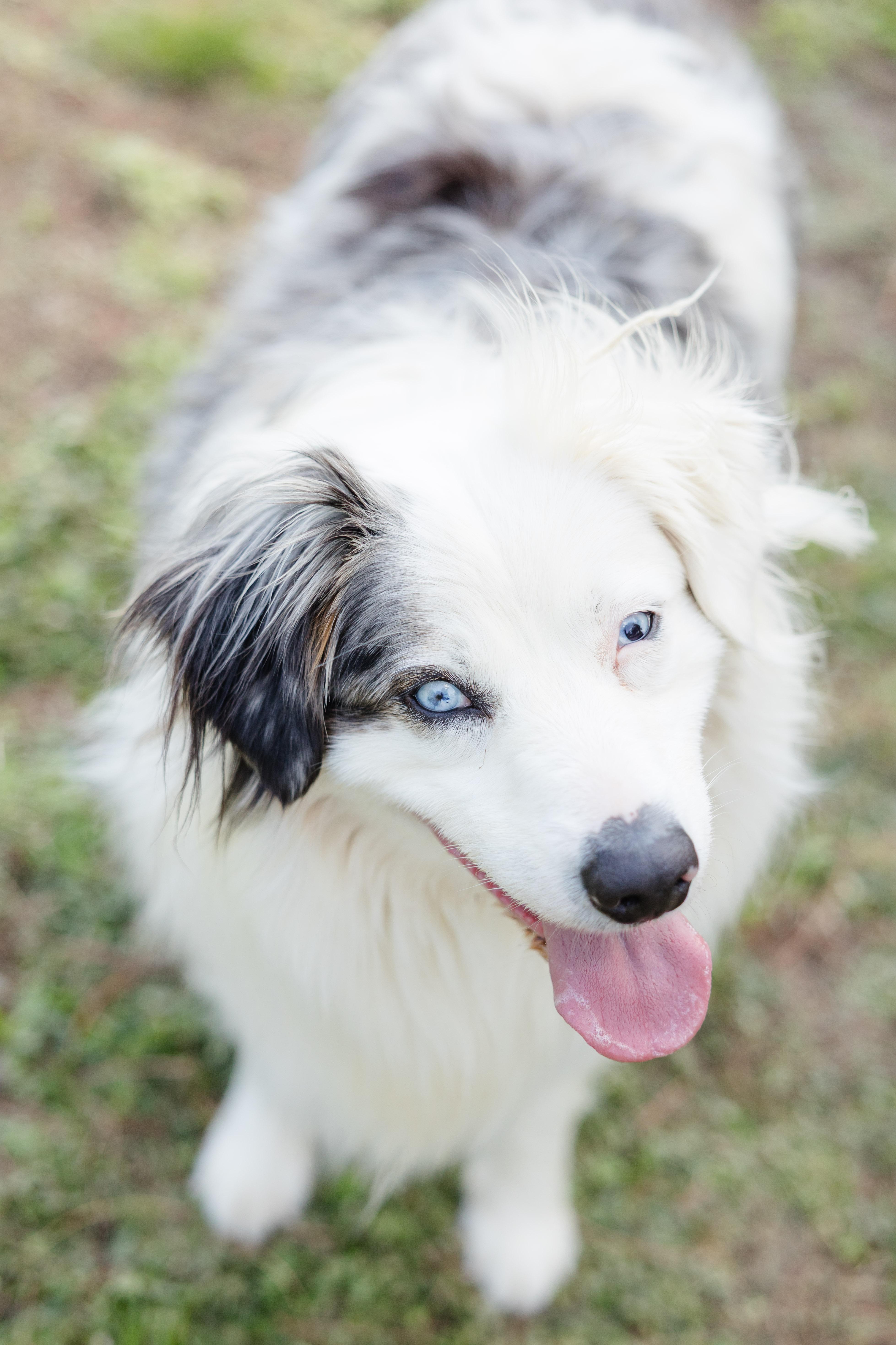 Enlarge Tyson, a ADOPTABLE Australian Shepherd in Newburgh, IN image 1/3