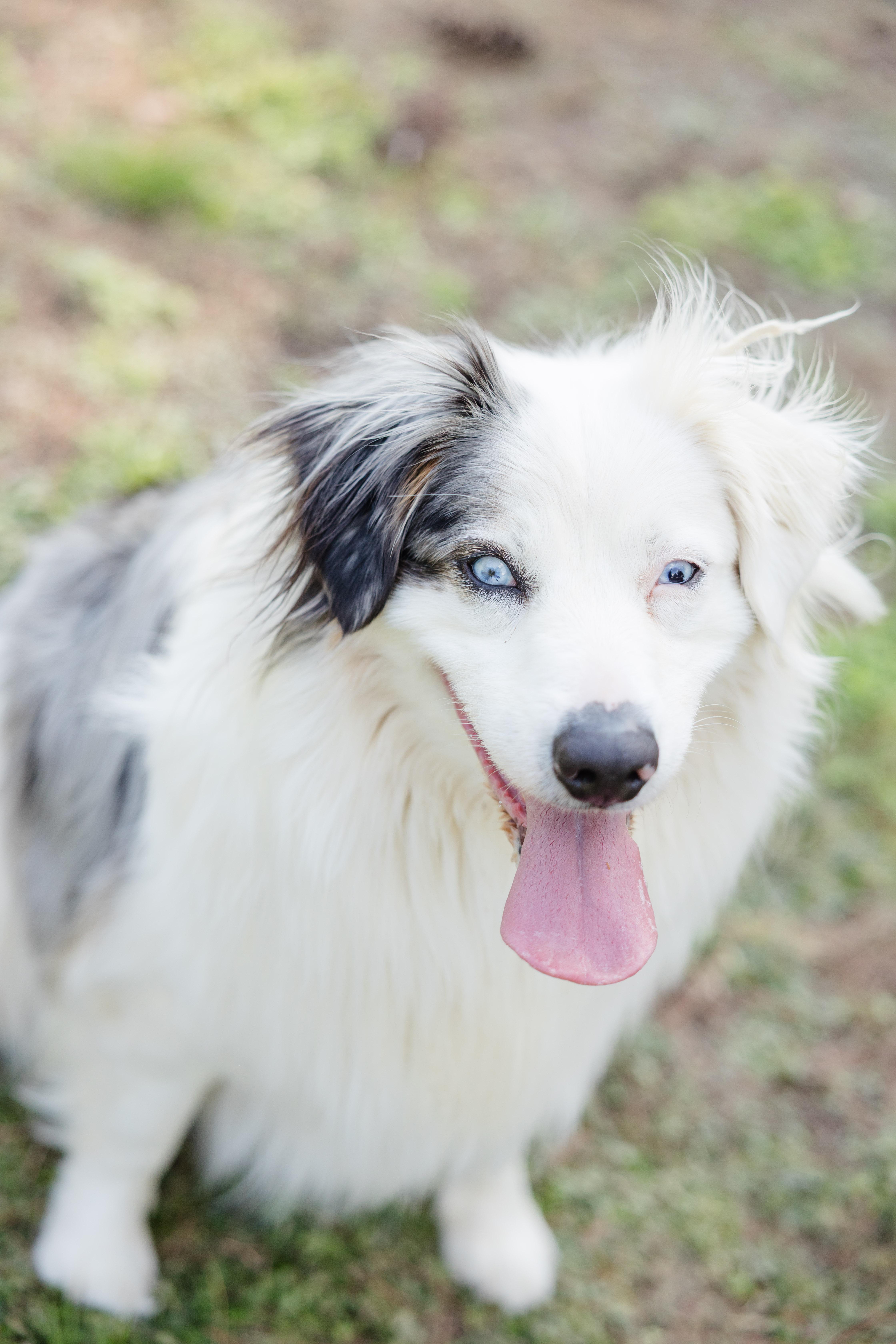 Enlarge Tyson, a ADOPTABLE Australian Shepherd in Newburgh, IN image 2/3