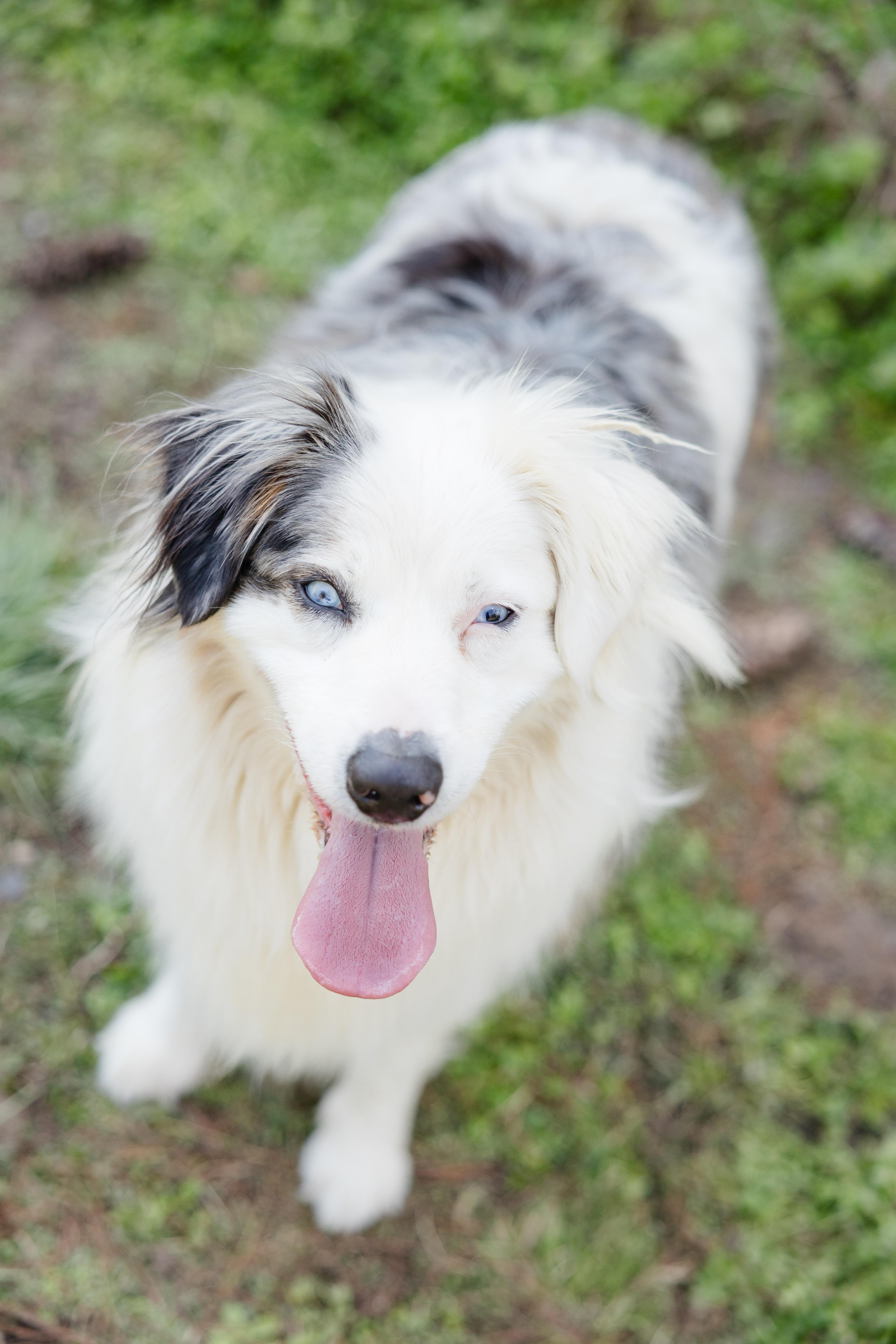 Enlarge Tyson, a ADOPTABLE Australian Shepherd in Newburgh, IN image 3/3