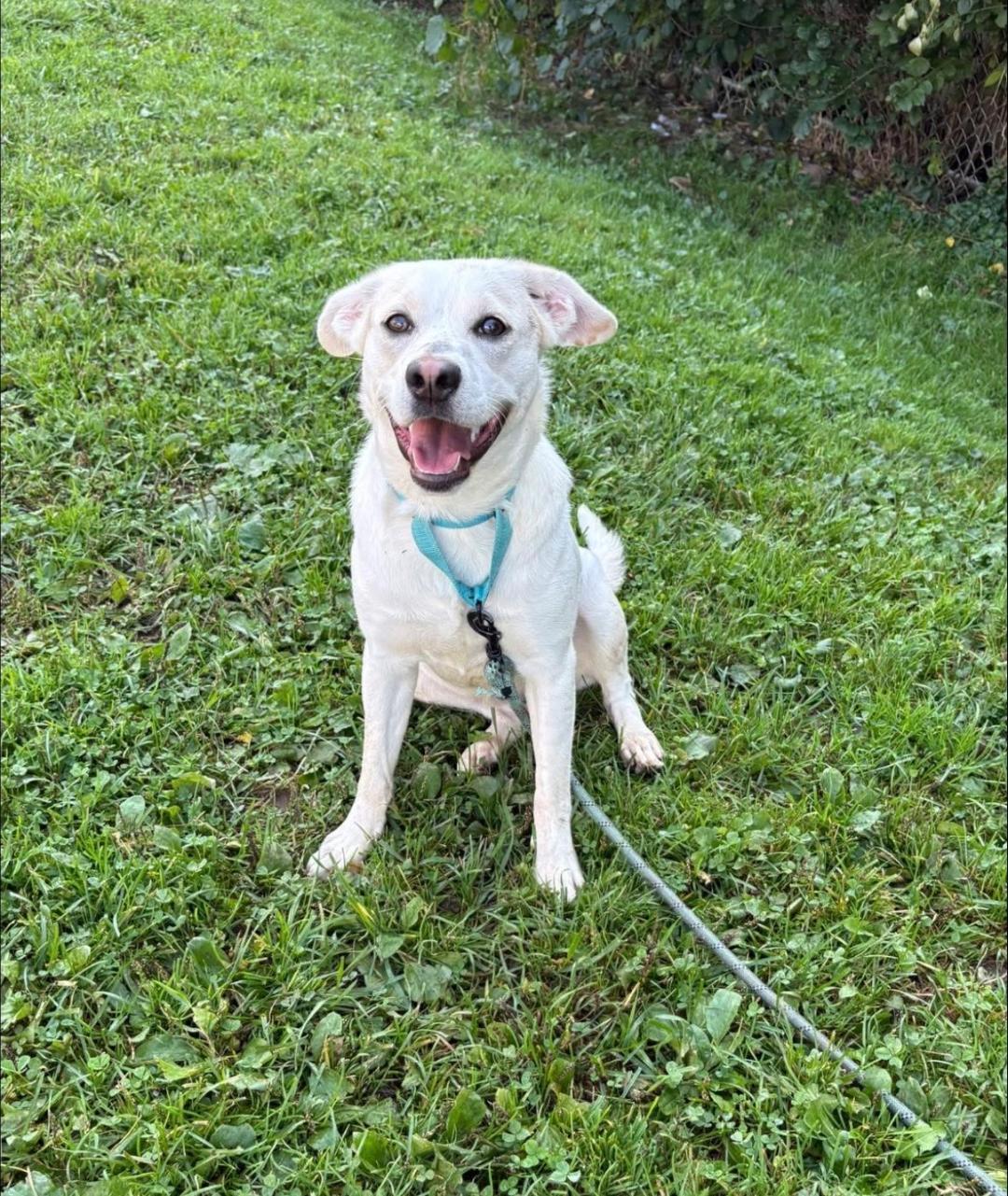 Enlarge Dominique, an adoption pending mixed breed in Syracuse, NY image 1/1