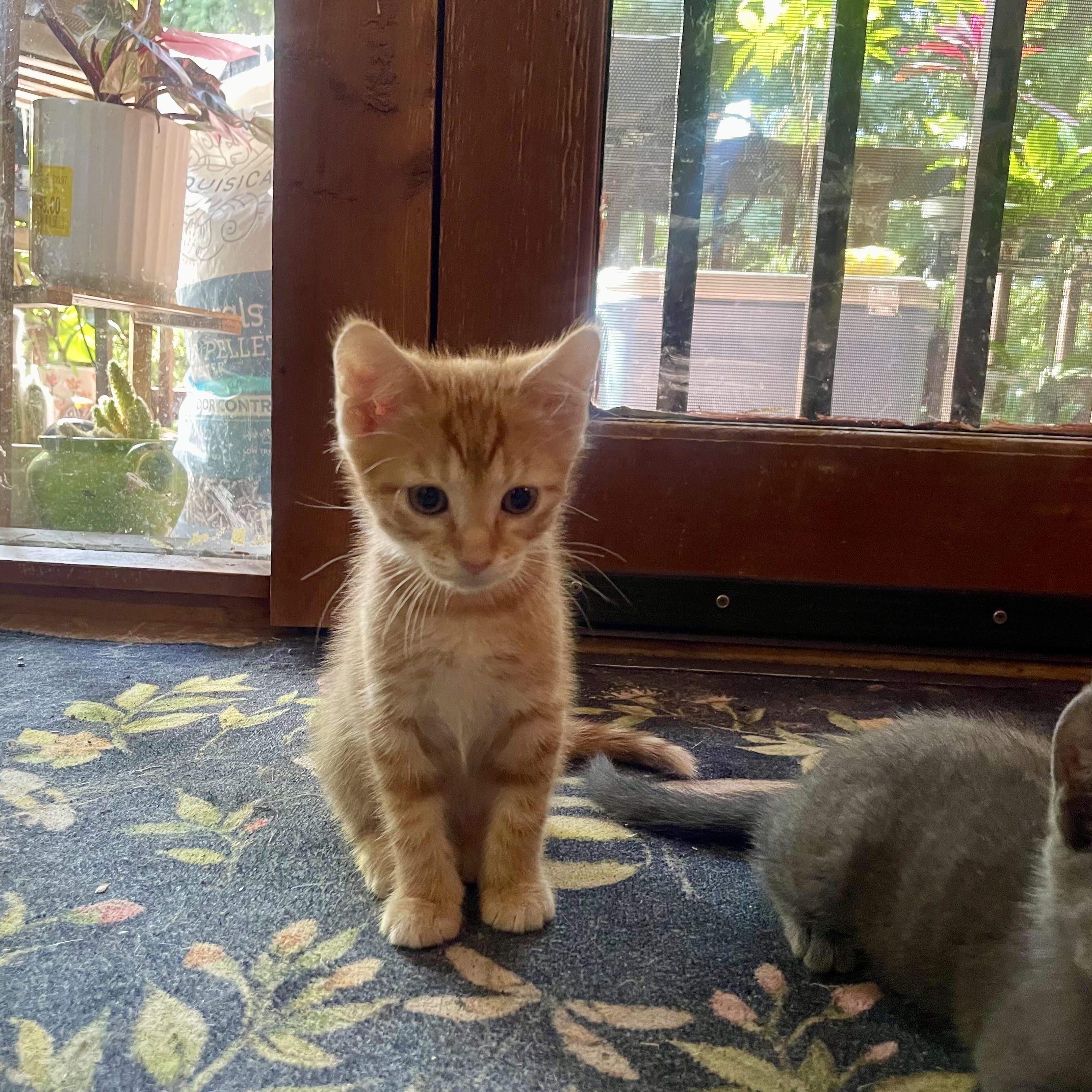Enlarge Kittens, a ADOPTABLE mixed breed in High View, WV image 4/6