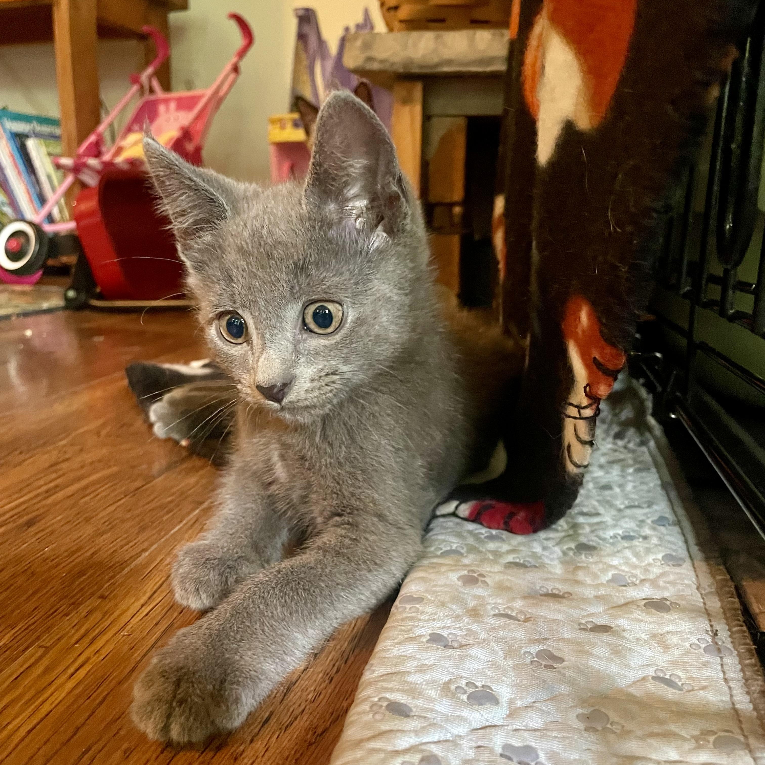 Enlarge Kittens, a ADOPTABLE mixed breed in High View, WV image 6/6