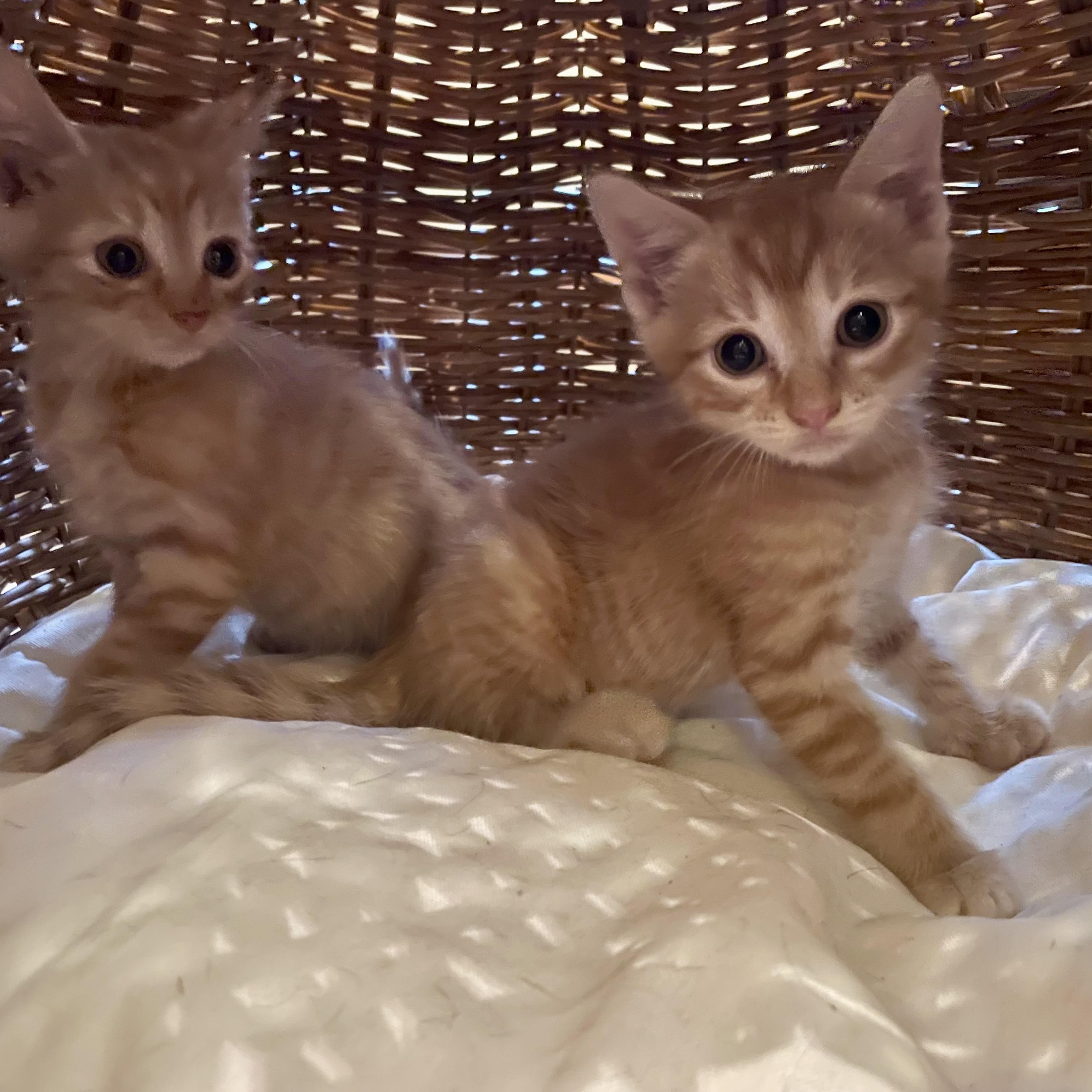 Enlarge Kittens, a ADOPTABLE mixed breed in High View, WV image 2/6