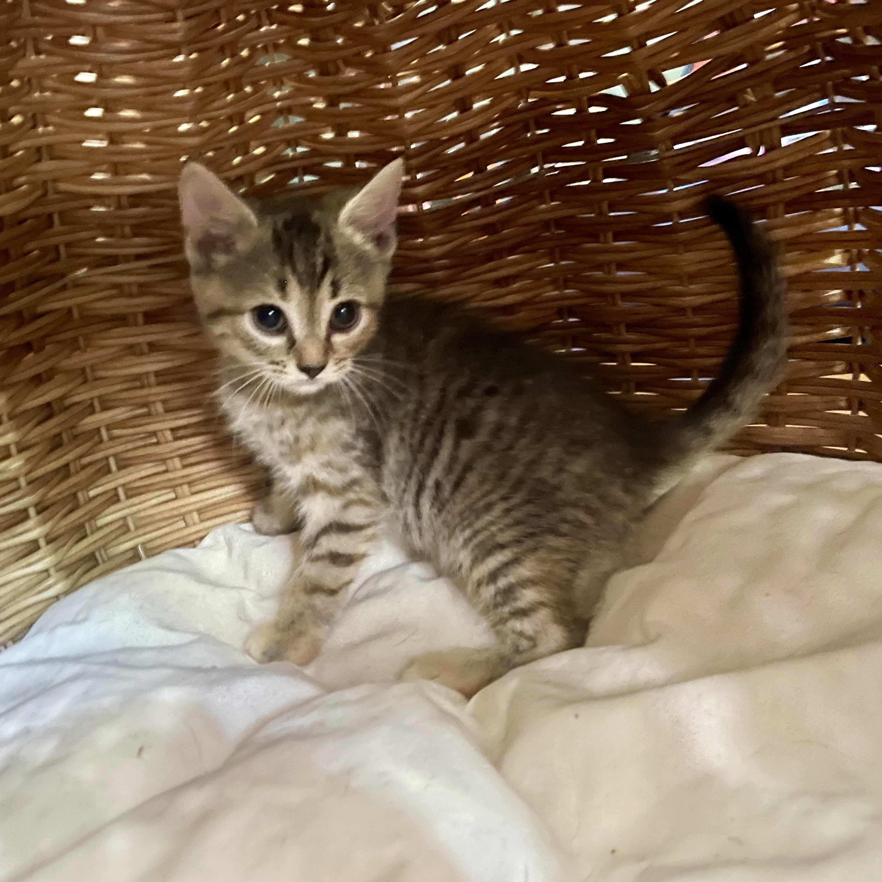 Enlarge Kittens, a ADOPTABLE mixed breed in High View, WV image 3/6