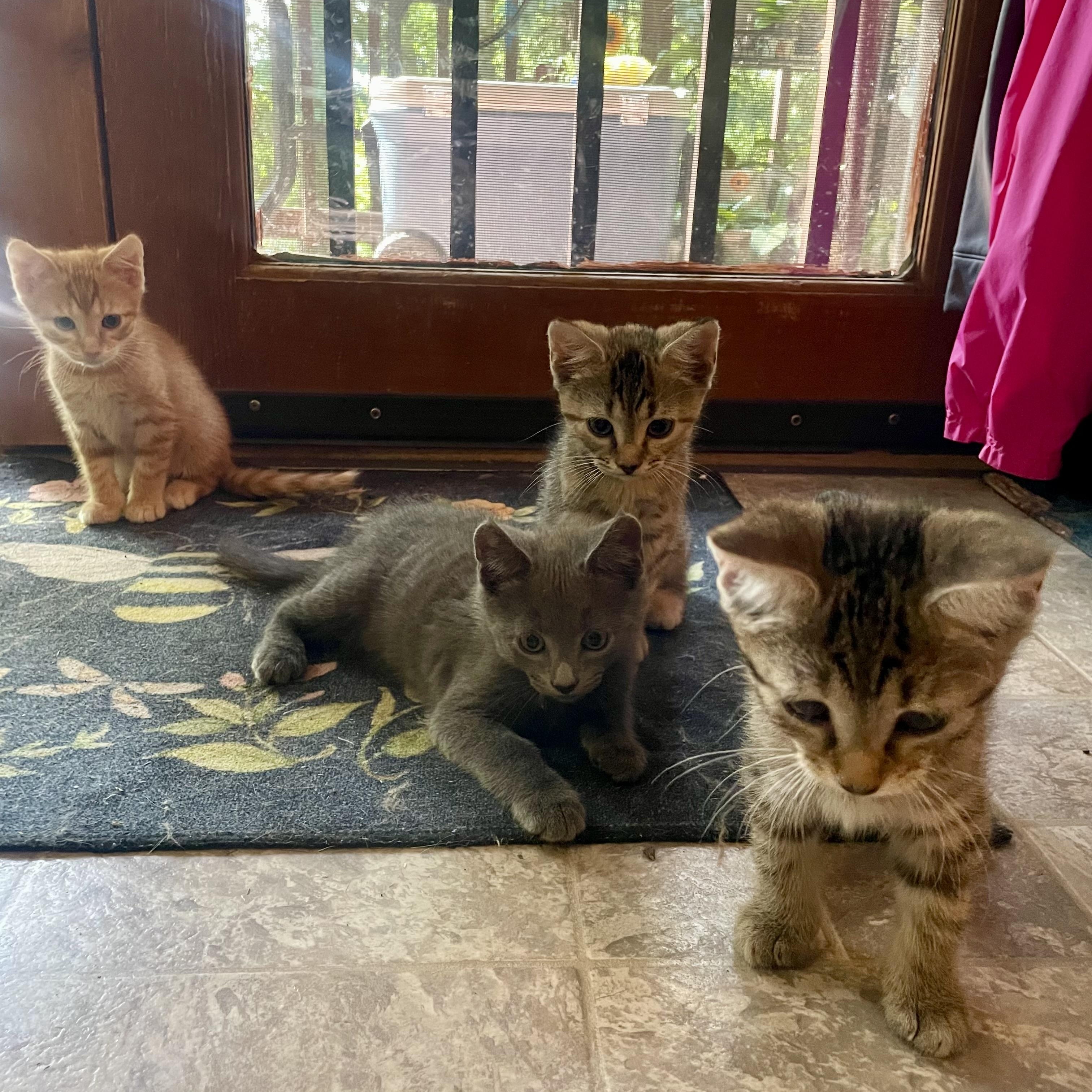 Enlarge Kittens, a ADOPTABLE mixed breed in High View, WV image 5/6