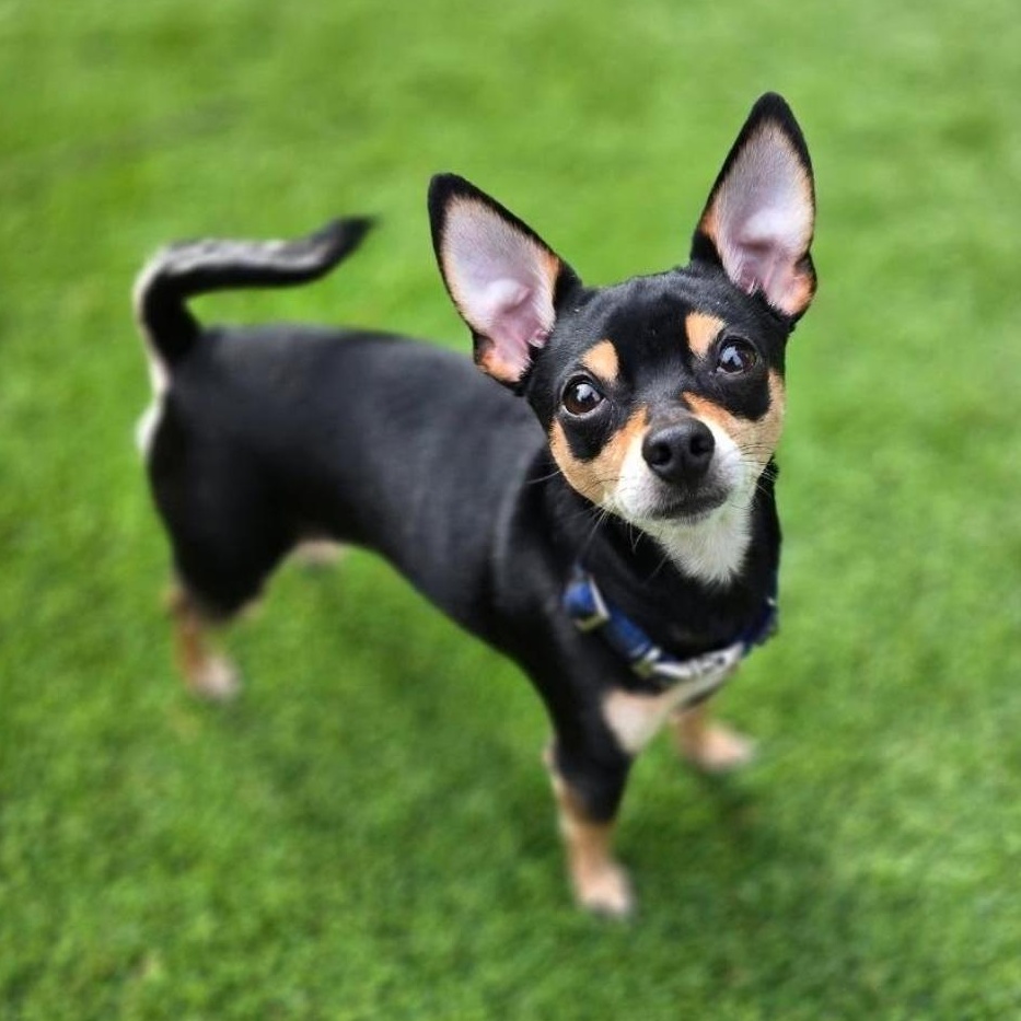 Rooster, Adopted, Adult Male Chihuahua & Miniature Pinscher.