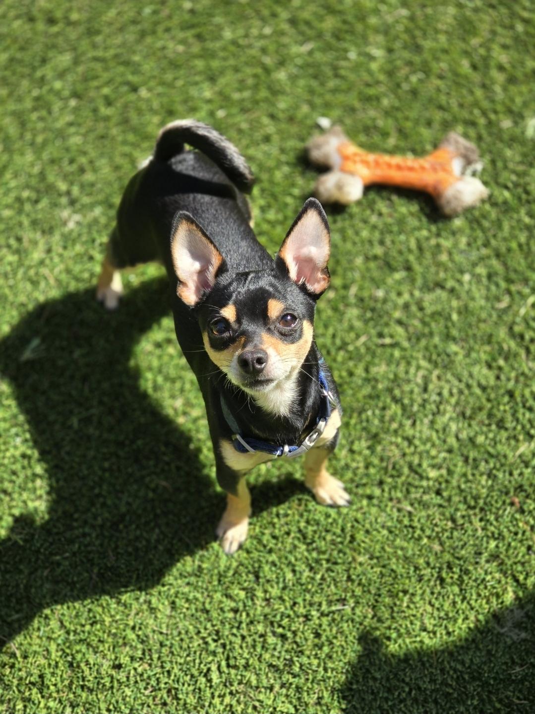 Rooster, a Adopted mixed breed in Buckley, WA image 6/6