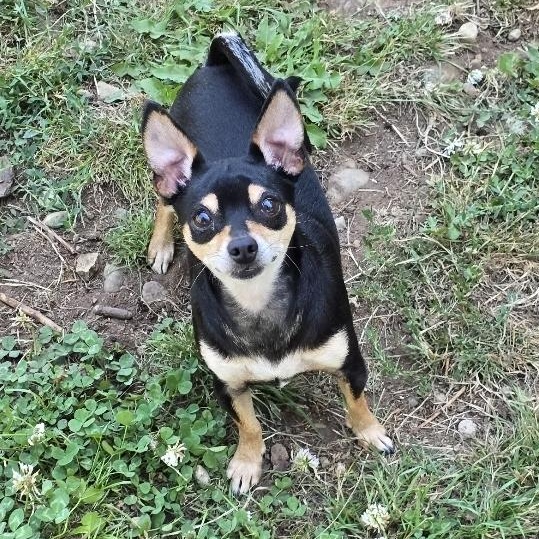 Rooster, a Adopted mixed breed in Buckley, WA image 3/6