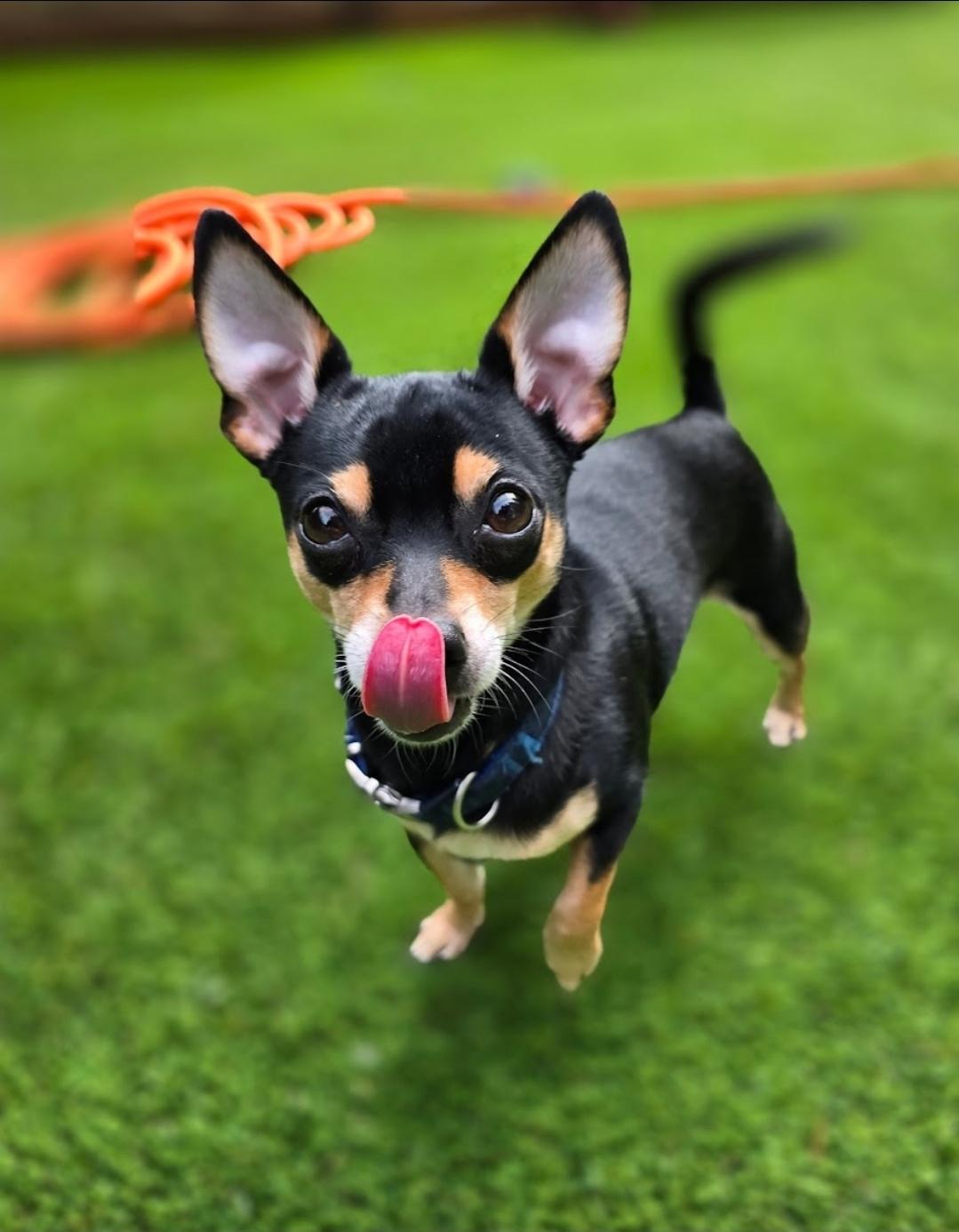 Rooster, a Adopted mixed breed in Buckley, WA image 4/6
