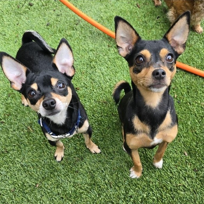 Rooster, a Adopted mixed breed in Buckley, WA image 5/6