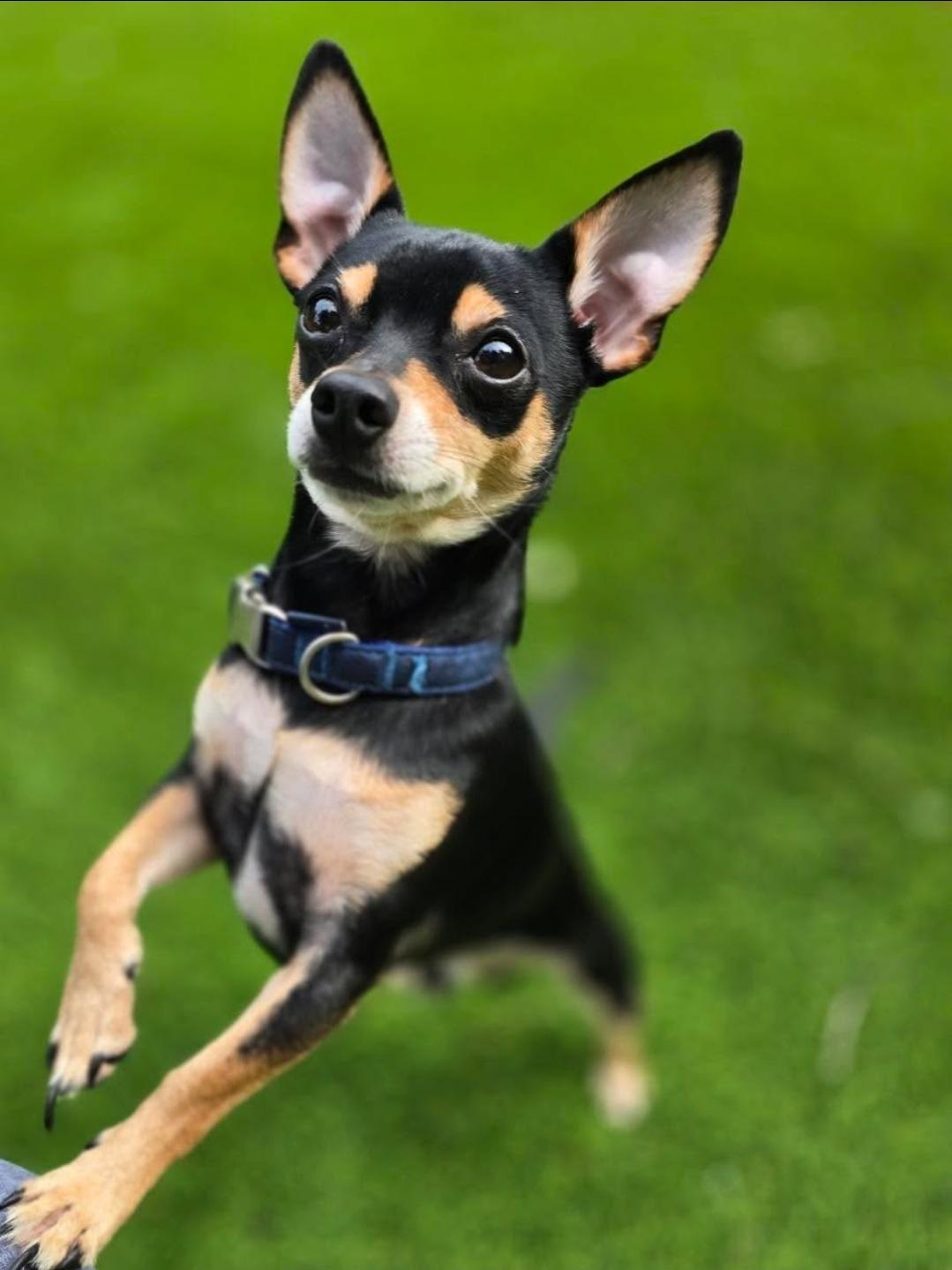 Rooster, a Adopted mixed breed in Buckley, WA image 2/6
