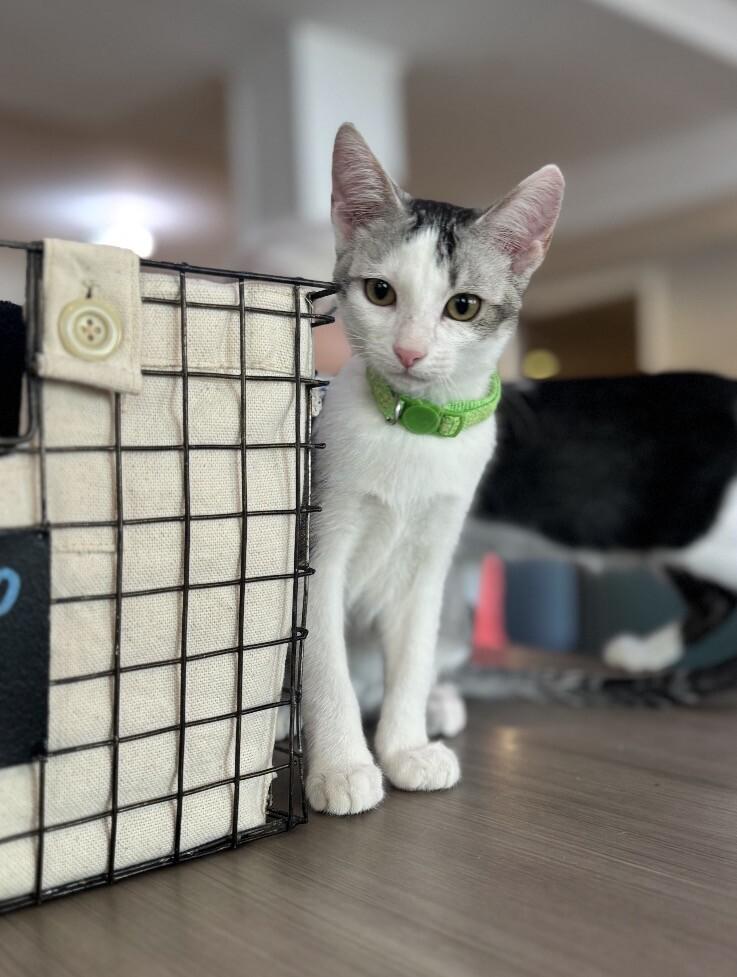 Enlarge Lenny BONDED with Max - Laverne & Shirley Litter, a Adoptable Domestic Short Hair in Anthem, AZ image 1/3