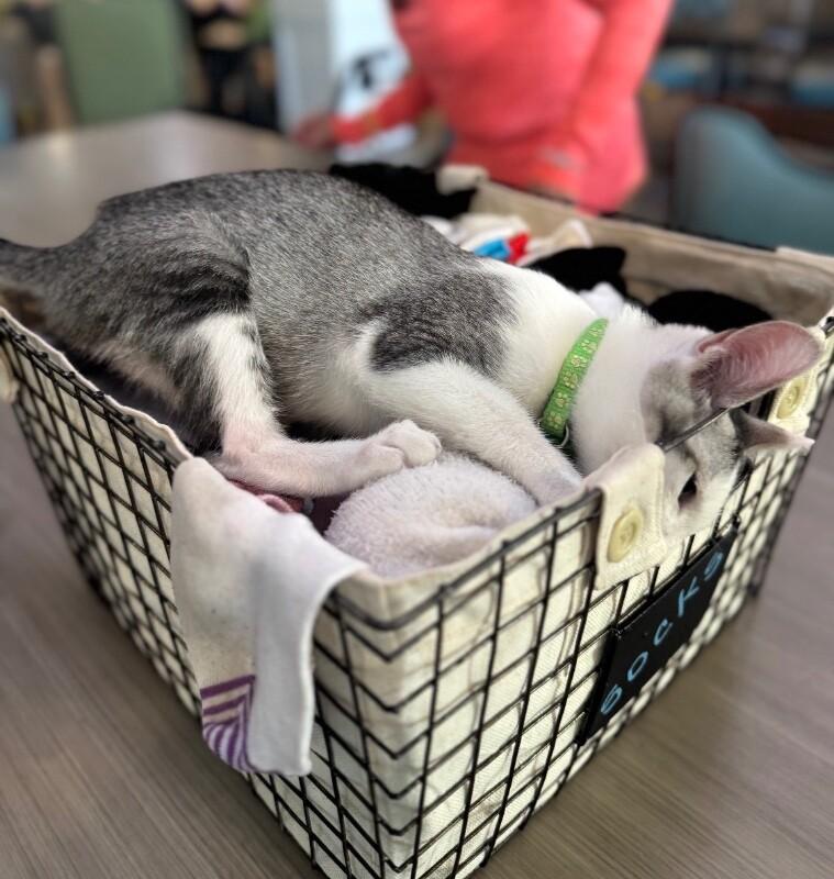Enlarge Lenny BONDED with Max - Laverne & Shirley Litter, a Adoptable Domestic Short Hair in Anthem, AZ image 2/3