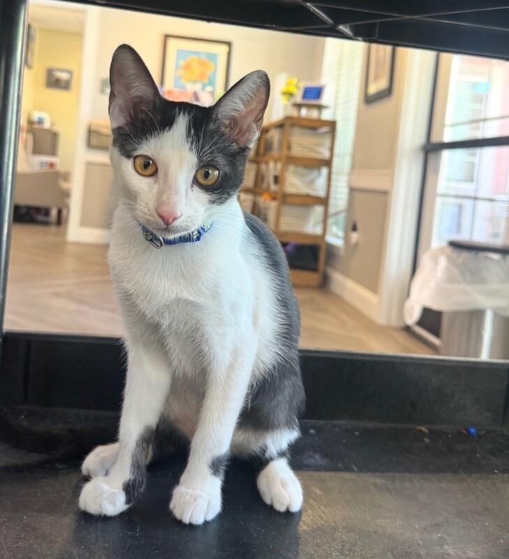 Enlarge Lenny BONDED with Max - Laverne & Shirley Litter, a Adoptable Domestic Short Hair in Anthem, AZ image 3/3