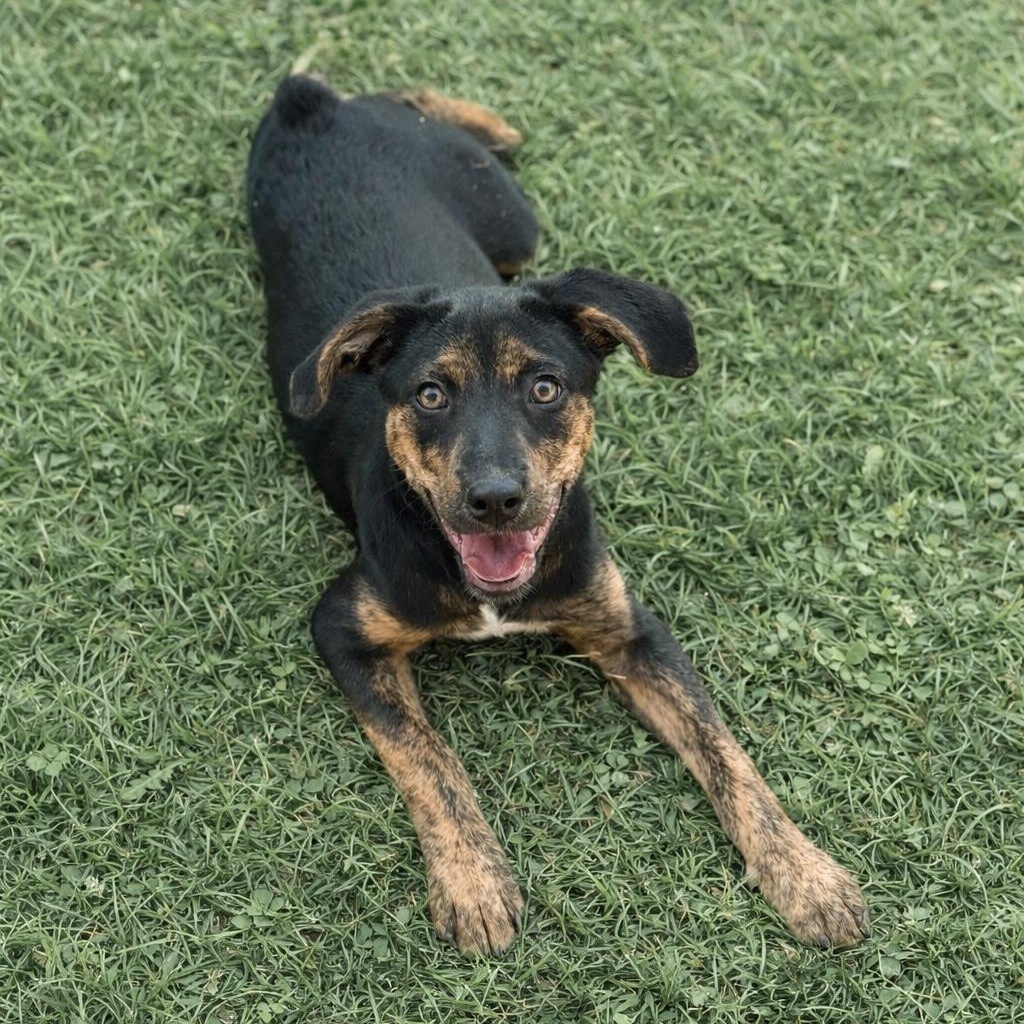 Enlarge Poppy, a Adoptable mixed breed in Cedar Rapids, IA image 3/6