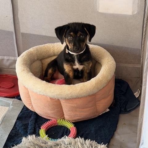 Enlarge Poppy, a Adoptable mixed breed in Cedar Rapids, IA image 2/6