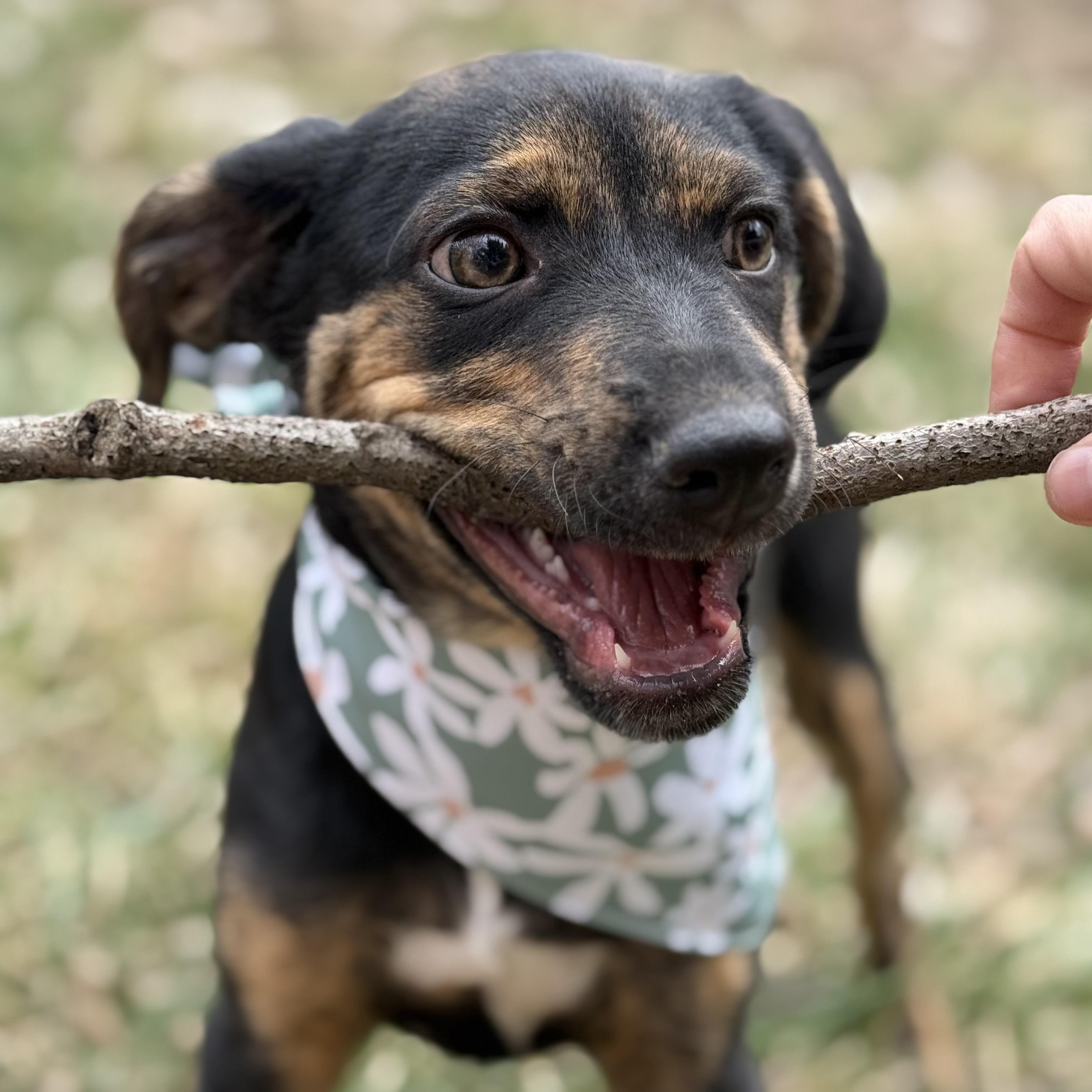Enlarge Poppy, a Adoptable mixed breed in Cedar Rapids, IA image 4/6