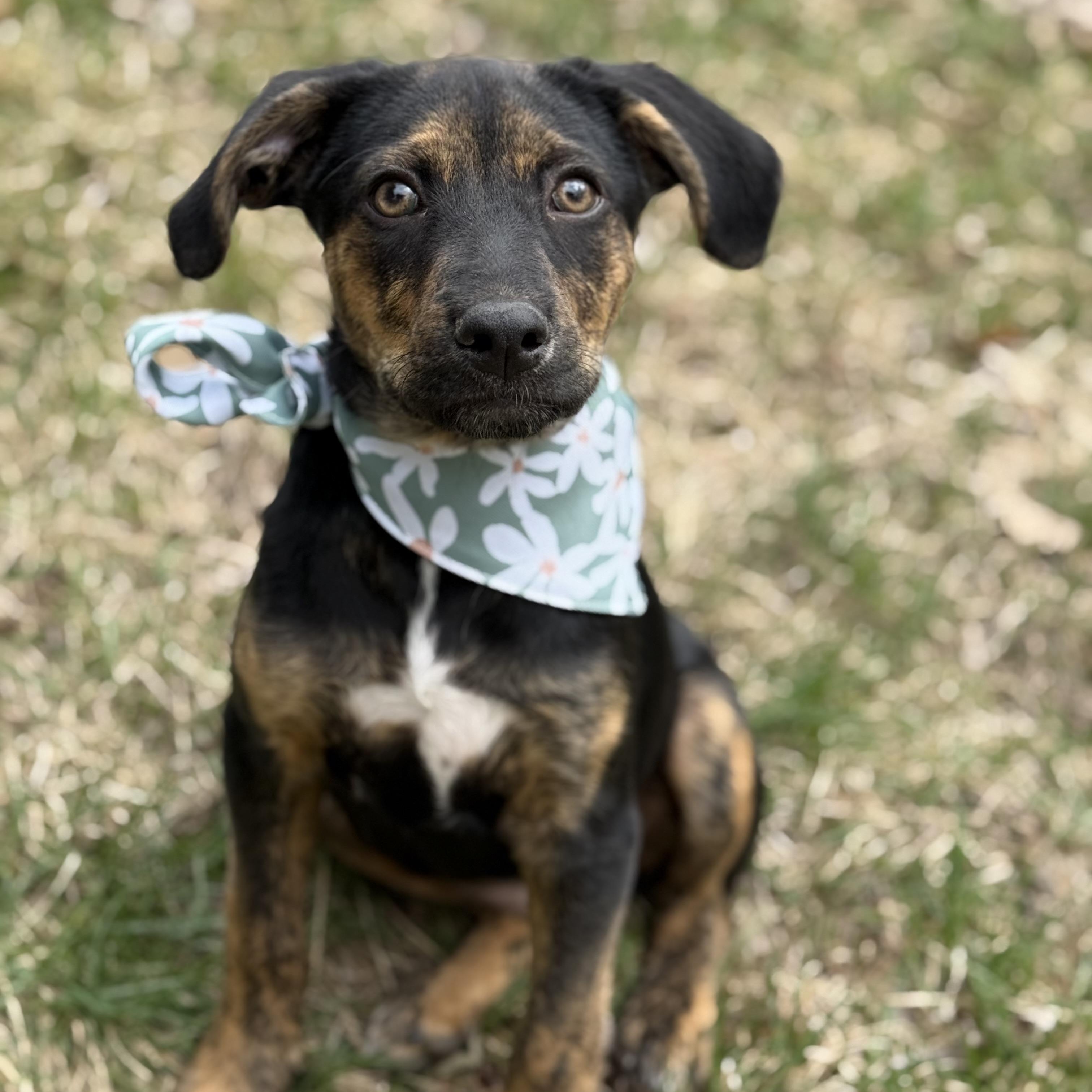 Enlarge Poppy, a Adoptable mixed breed in Cedar Rapids, IA image 2/6