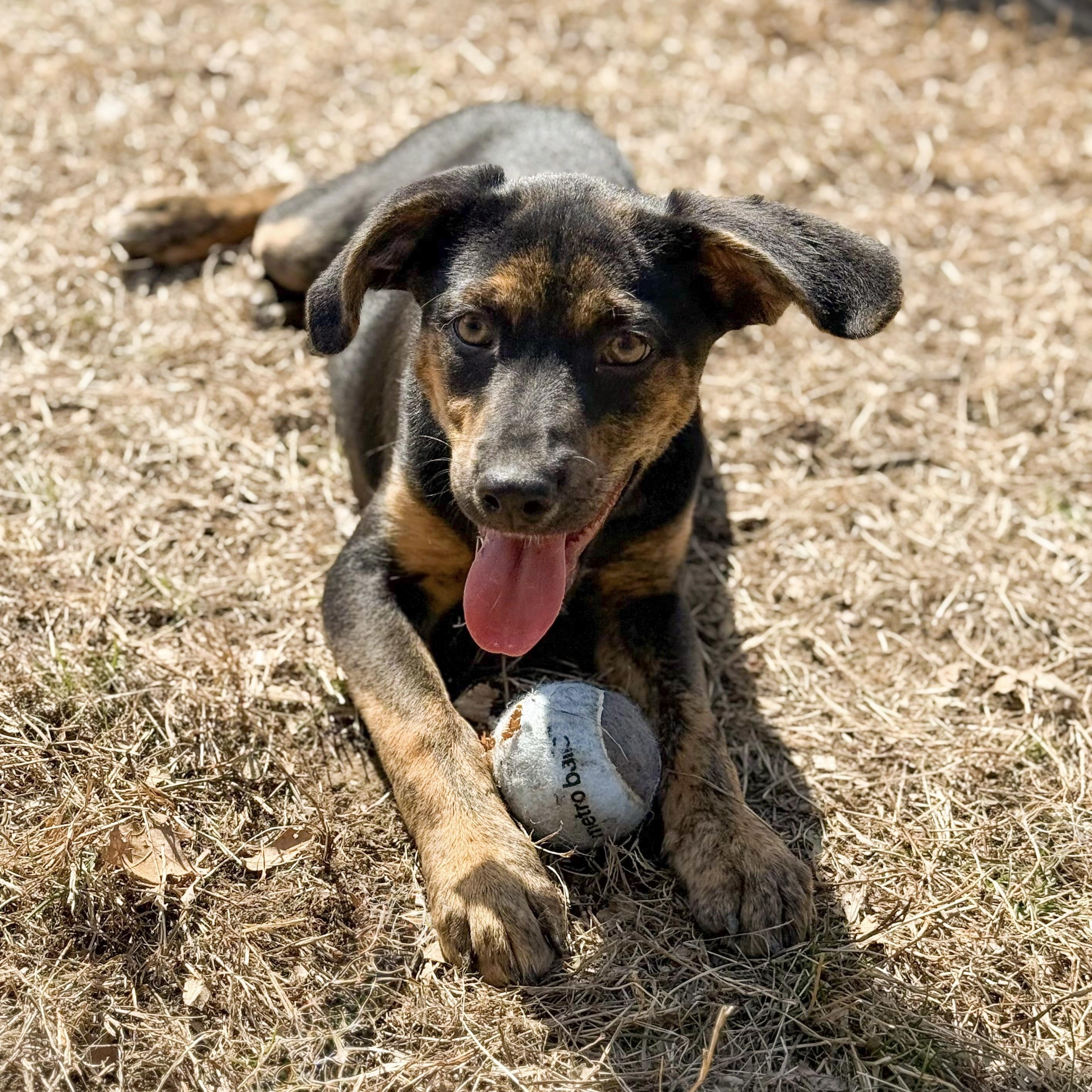 Enlarge Poppy, a Adoptable mixed breed in Cedar Rapids, IA image 5/6