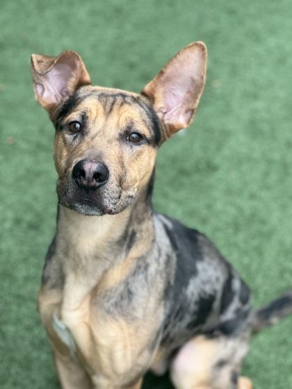 Enlarge Butterball, an adoptable mixed breed in Sacramento, CA image 2/3