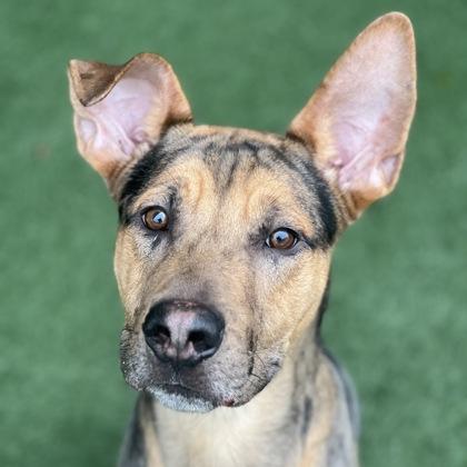 Enlarge Butterball, an adoptable mixed breed in Sacramento, CA image 1/3