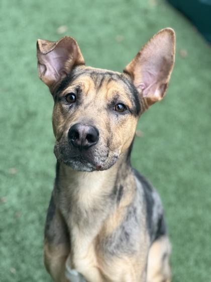 Enlarge Butterball, an adoptable mixed breed in Sacramento, CA image 3/3
