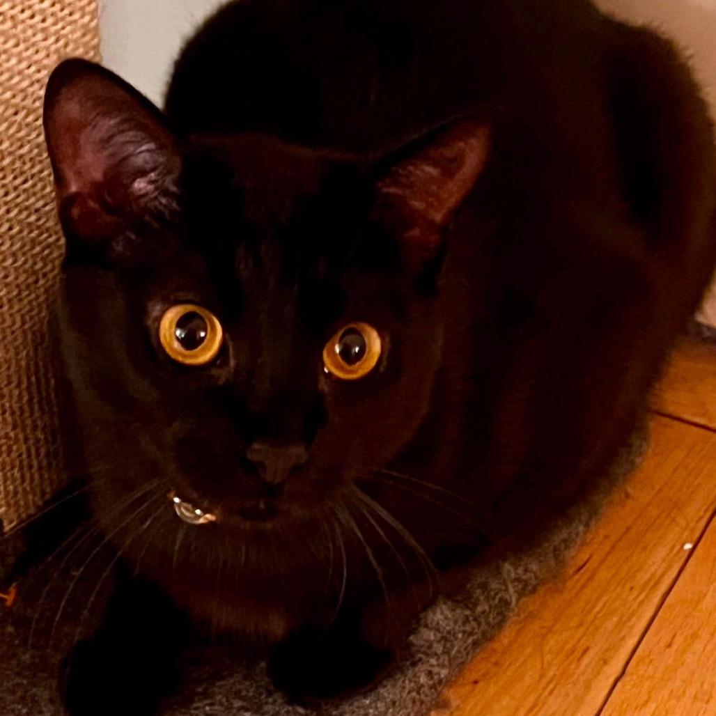 Hunter, Adoptable, Young Male Domestic Short Hair.