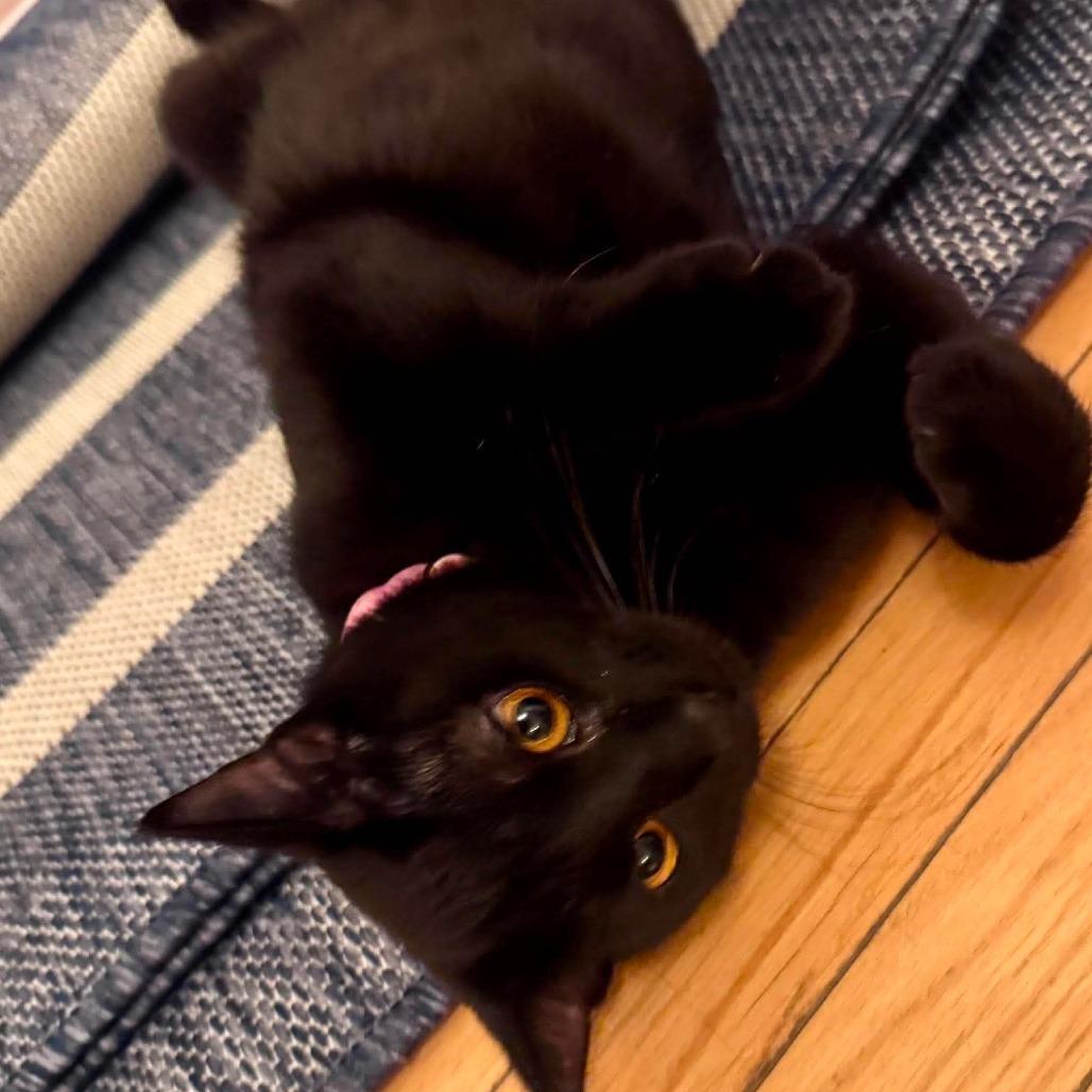 Hunter, a Adoptable Domestic Short Hair in Union, MO image 2/3
