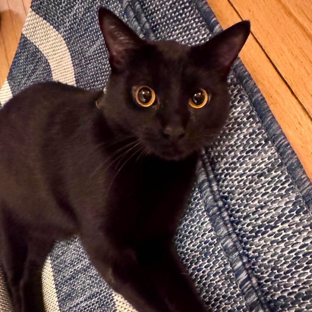 Hunter, a Adoptable Domestic Short Hair in Union, MO image 3/3