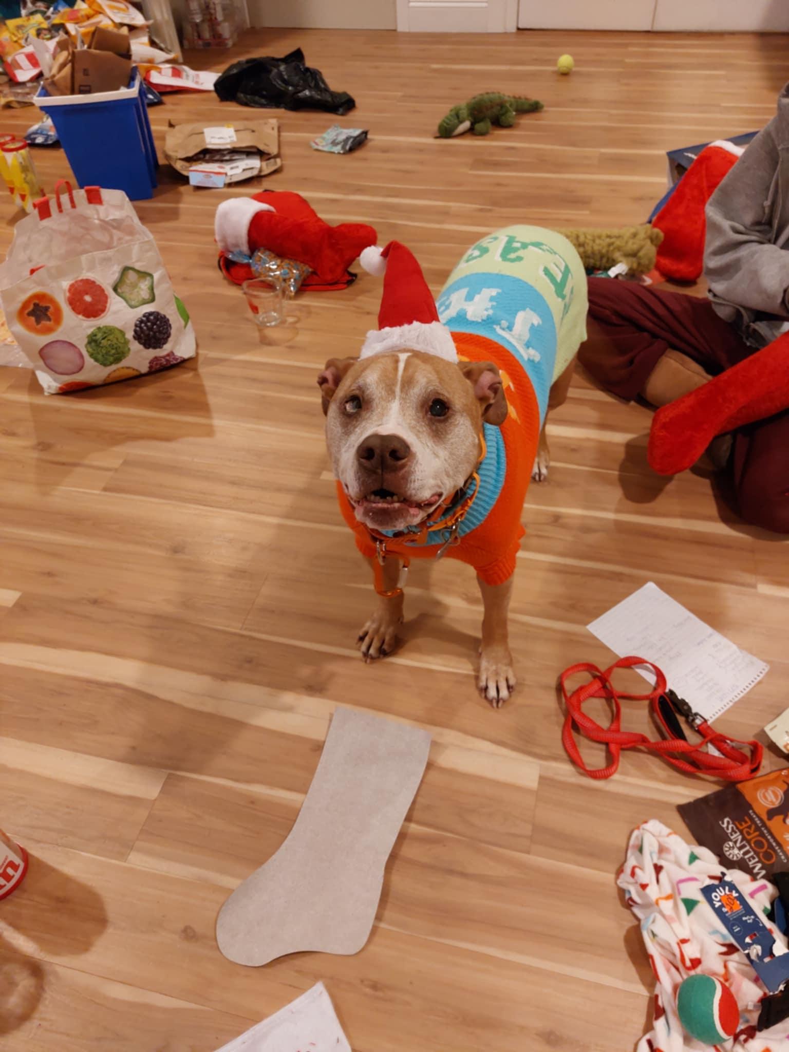 Enlarge Lucy, a ADOPTABLE Pit Bull Terrier in Cranston, RI image 1/6