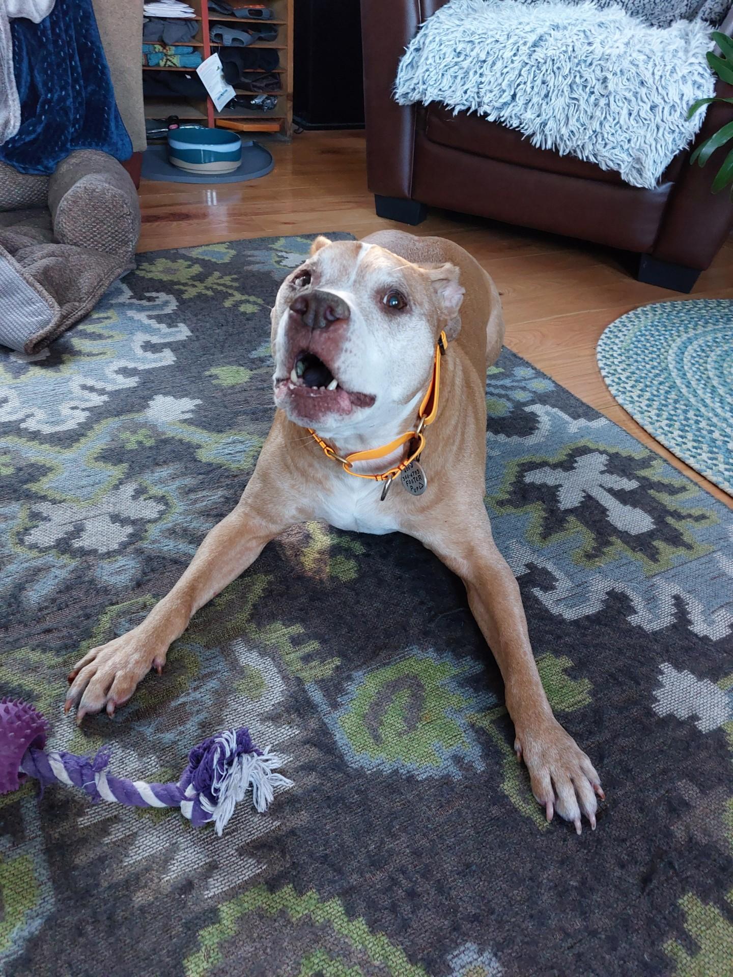 Enlarge Lucy, a ADOPTABLE Pit Bull Terrier in Cranston, RI image 2/5