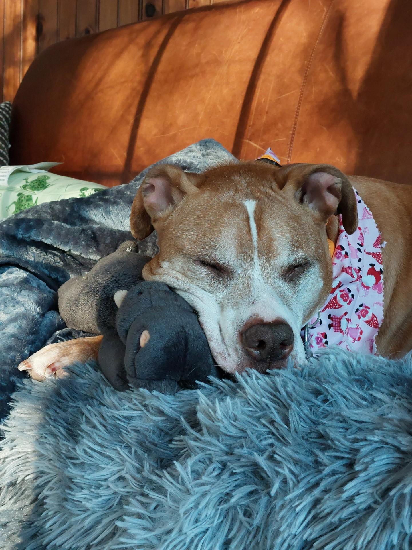 Enlarge Lucy, a ADOPTABLE Pit Bull Terrier in Cranston, RI image 4/5