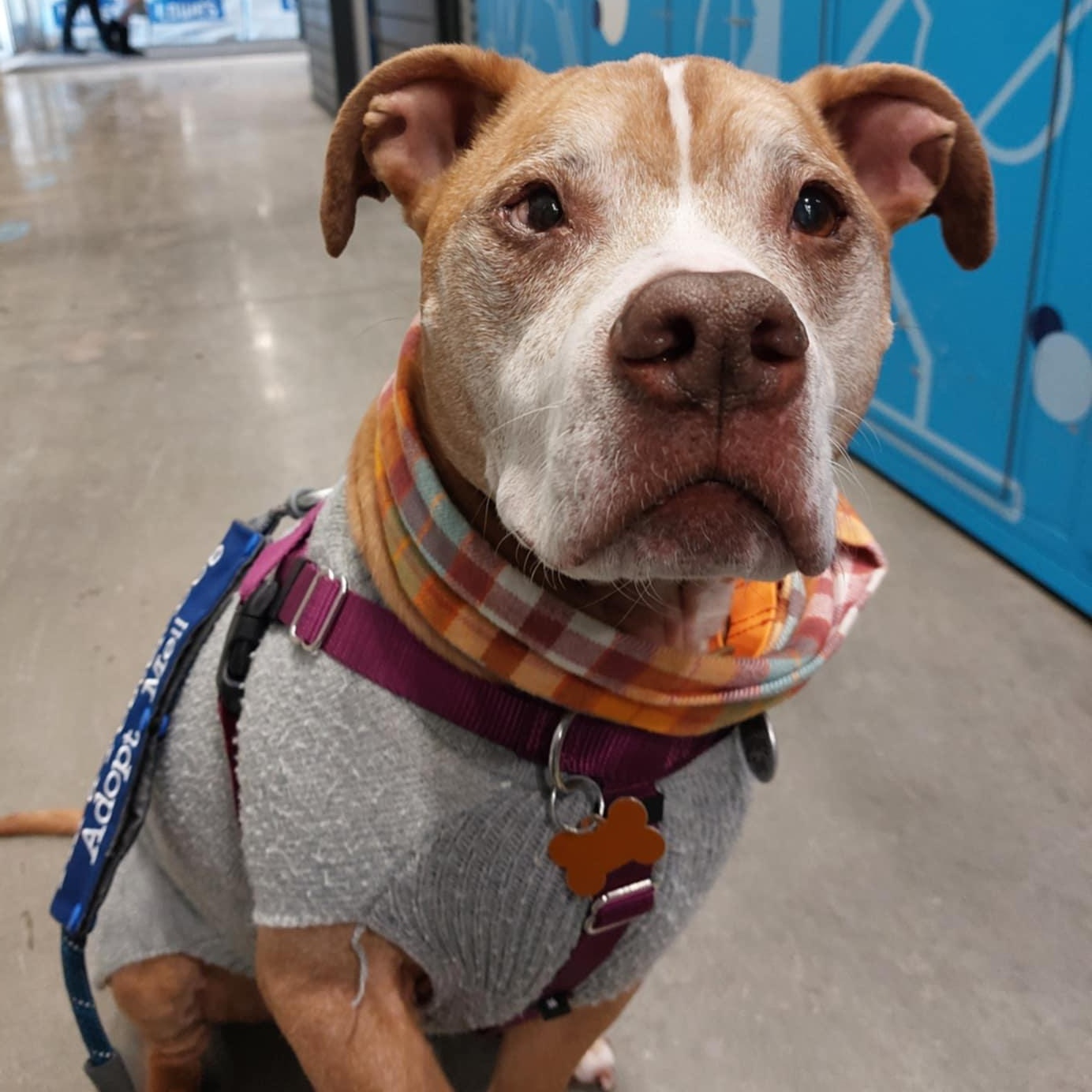 Lucy, ADOPTABLE, Senior Female Pit Bull Terrier.