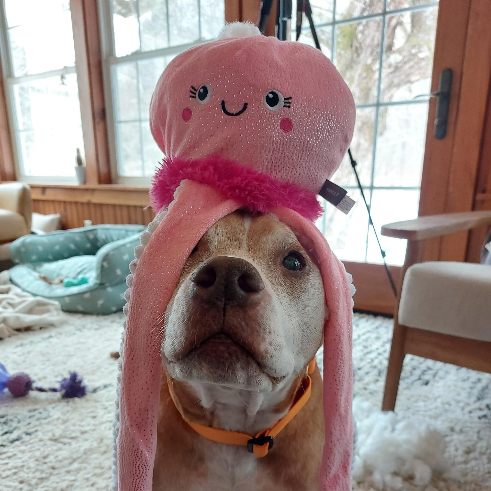 Lucy, ADOPTABLE, Senior Female Pit Bull Terrier.