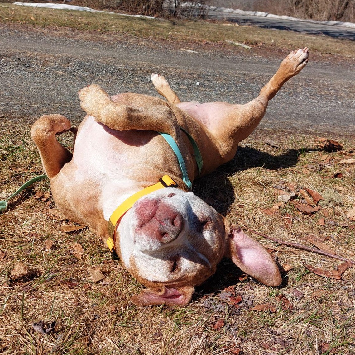 Enlarge Lucy, a ADOPTABLE Pit Bull Terrier in Cranston, RI image 3/5