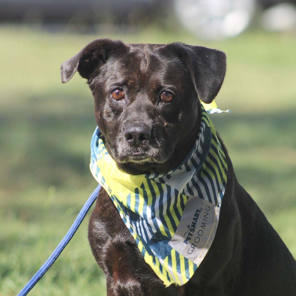 Enlarge Willa, a Adoptable mixed breed in Pound, VA image 3/6