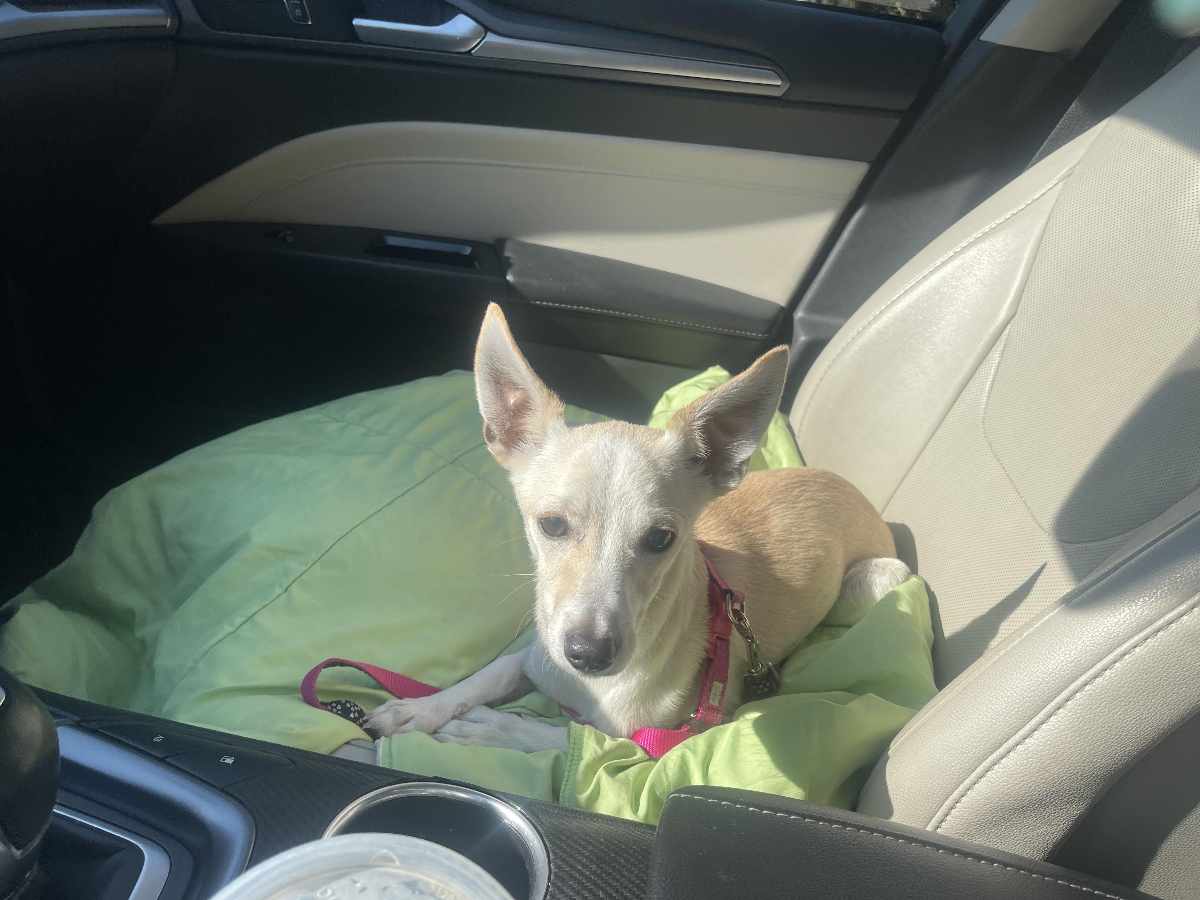 Dexter, an adopted mixed breed in Sacramento, CA image 1/4