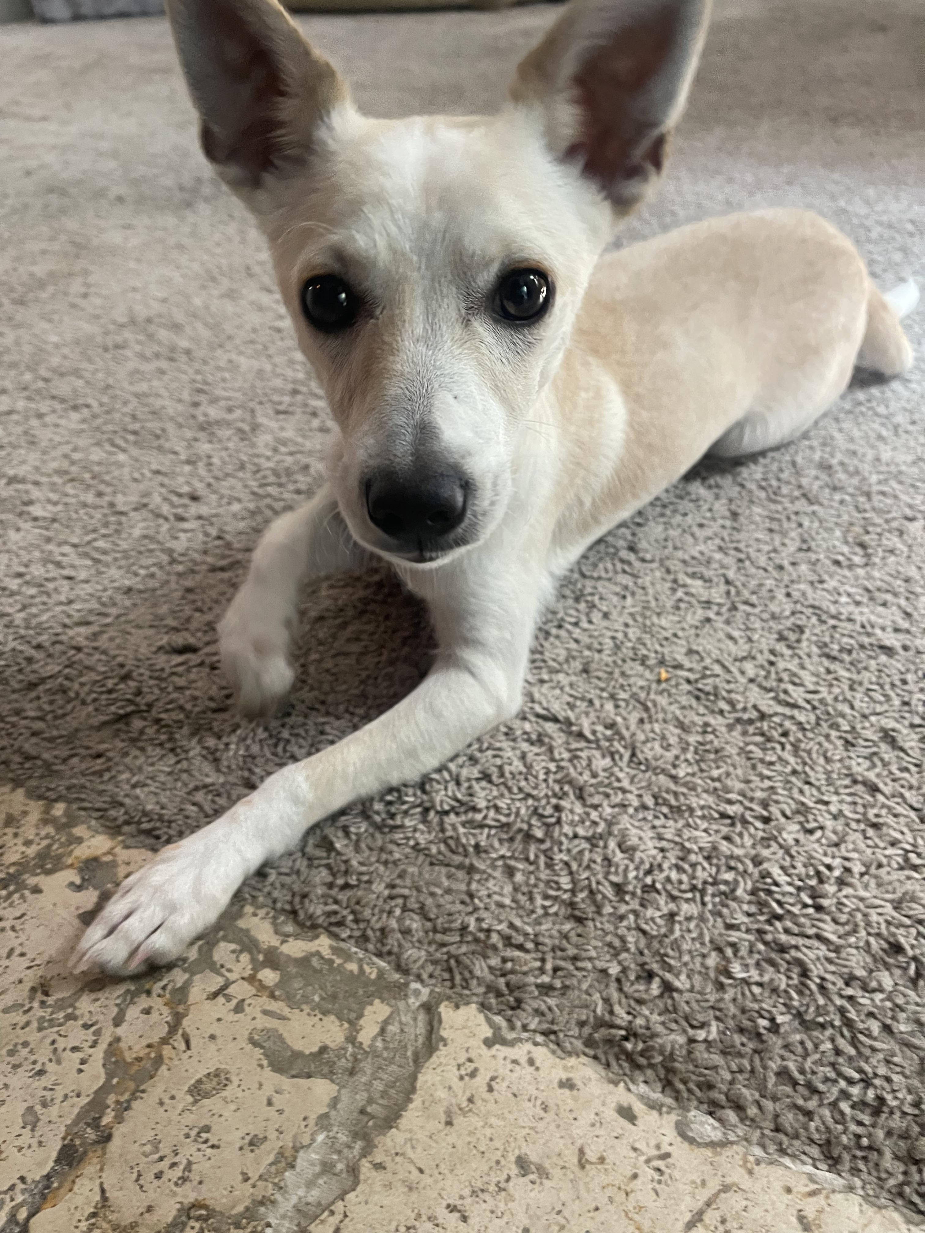 Dexter, an adopted mixed breed in Sacramento, CA image 2/4