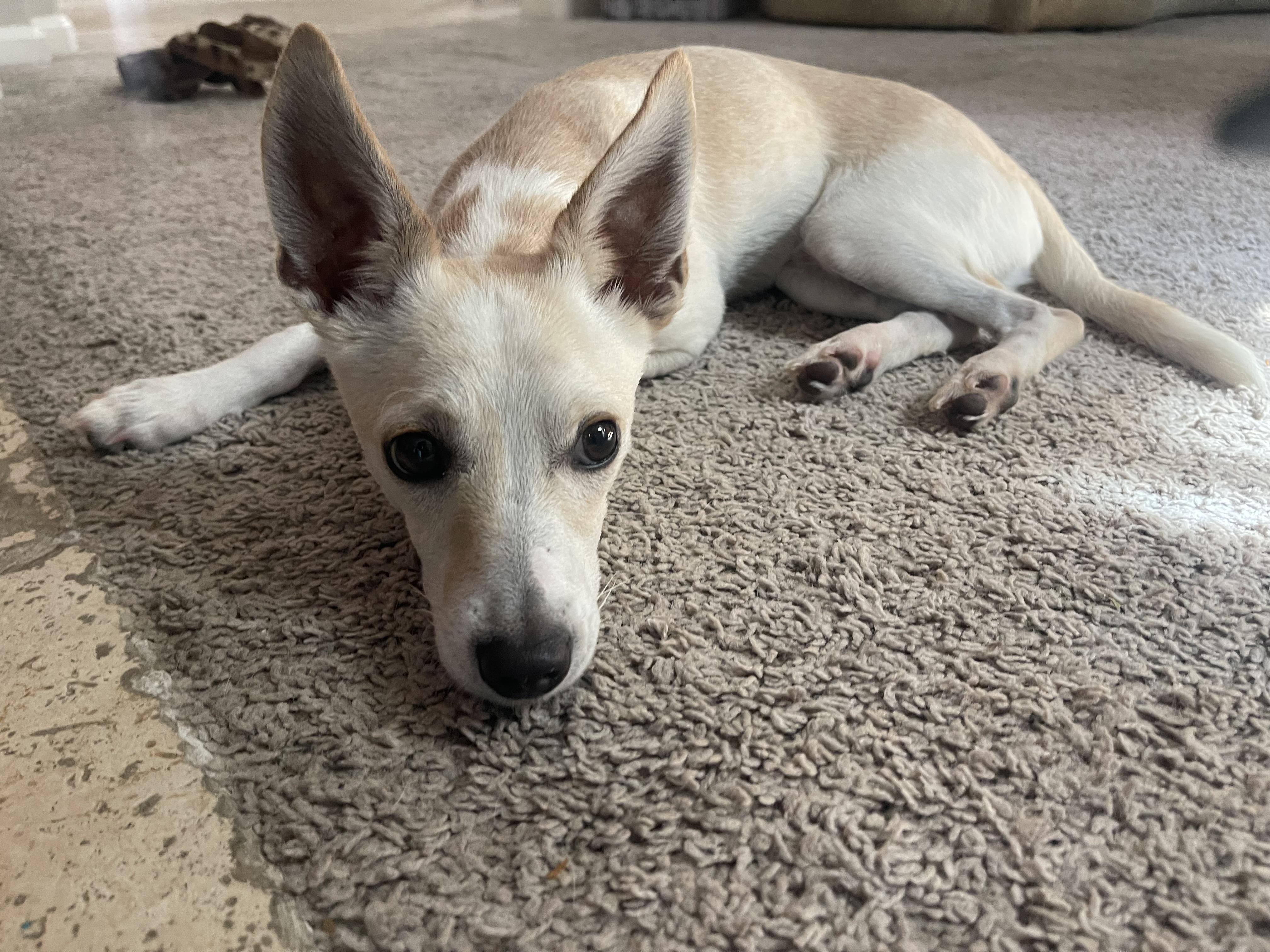 Dexter, an adopted mixed breed in Sacramento, CA image 3/4