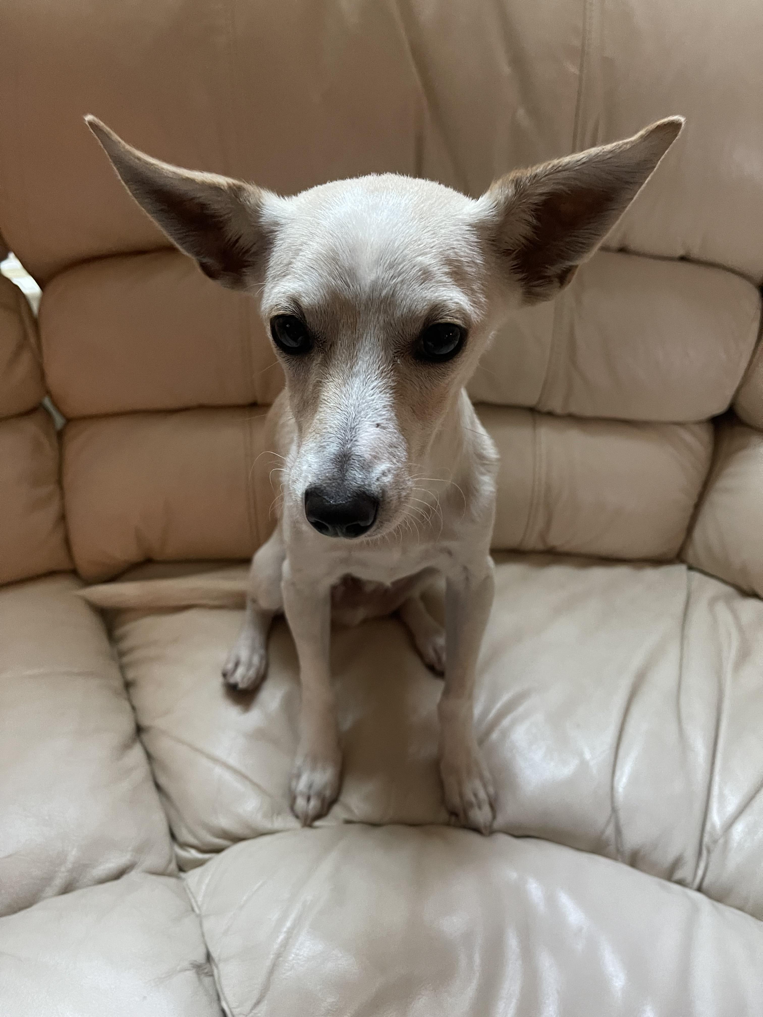 Dexter, an adopted mixed breed in Sacramento, CA image 4/4