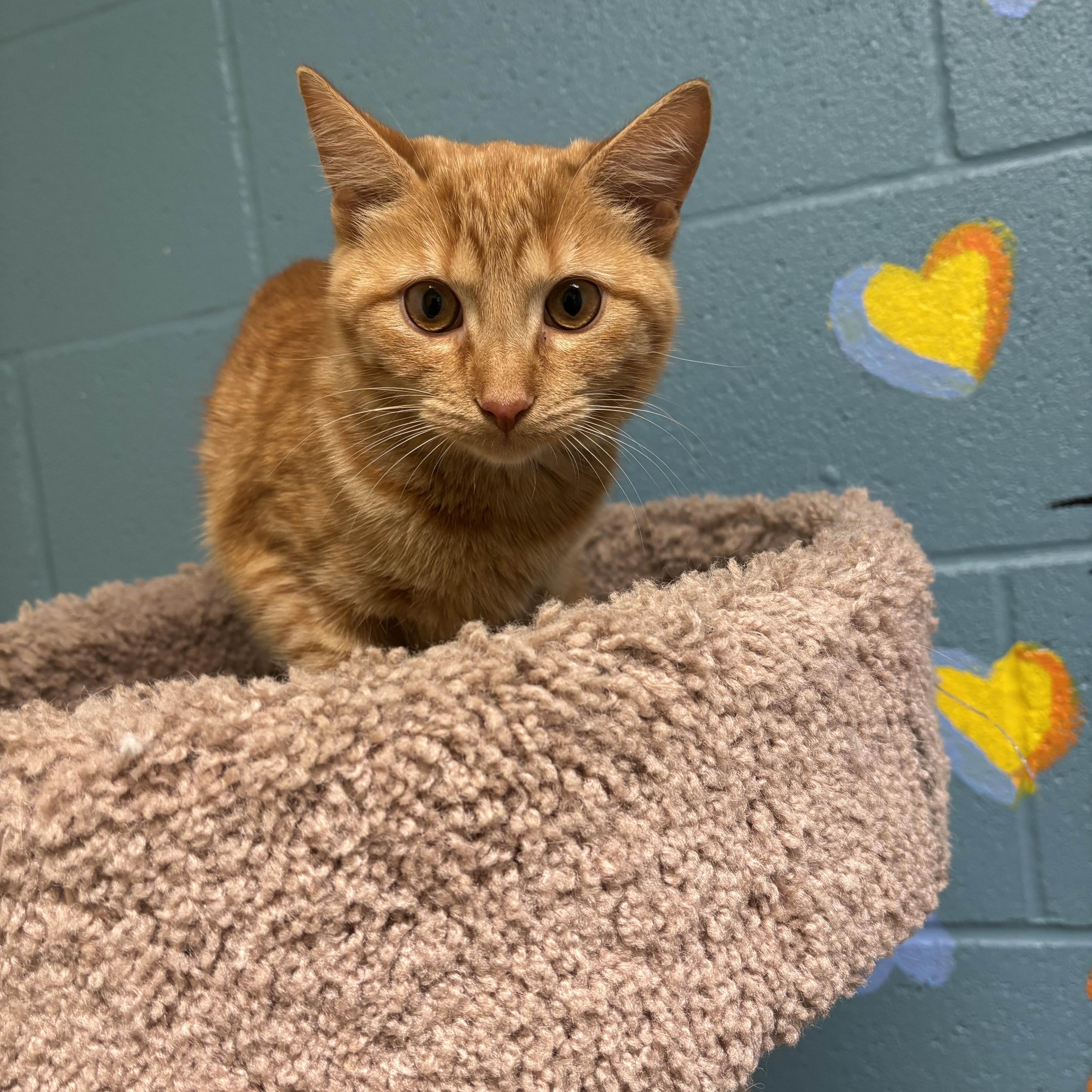 Pumpkin, Adopted, Kitten Male Domestic Short Hair.