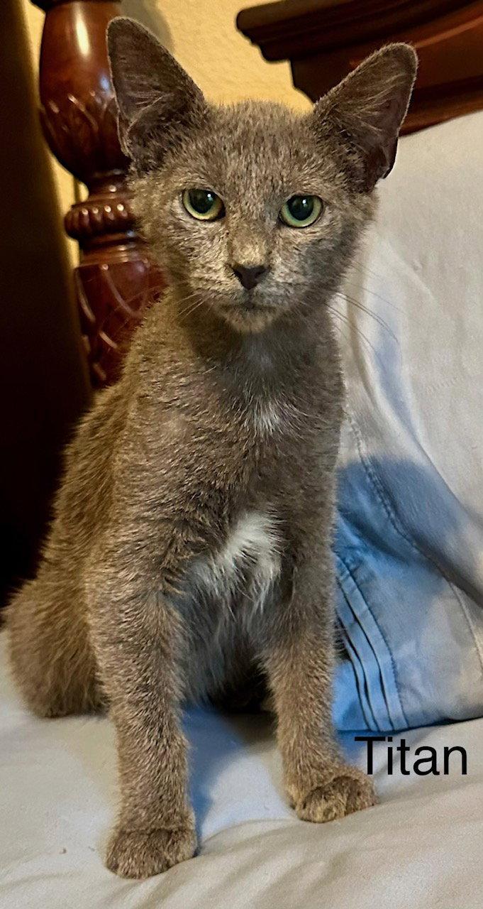 Titan (2457), Adoptable, Kitten Male Domestic Short Hair.