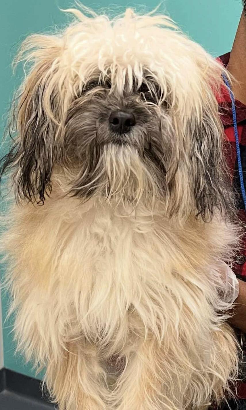 Meet Lebron a 10 month old 8 pound wonderful Shih Tzu mix He is friendly and gets along with oth