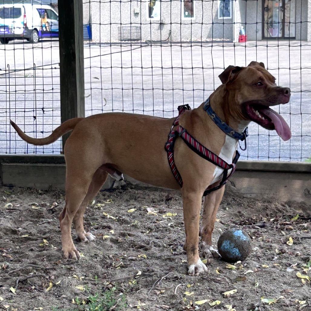 King, Adoptable, Adult Male Pit Bull Terrier & Mixed Breed.