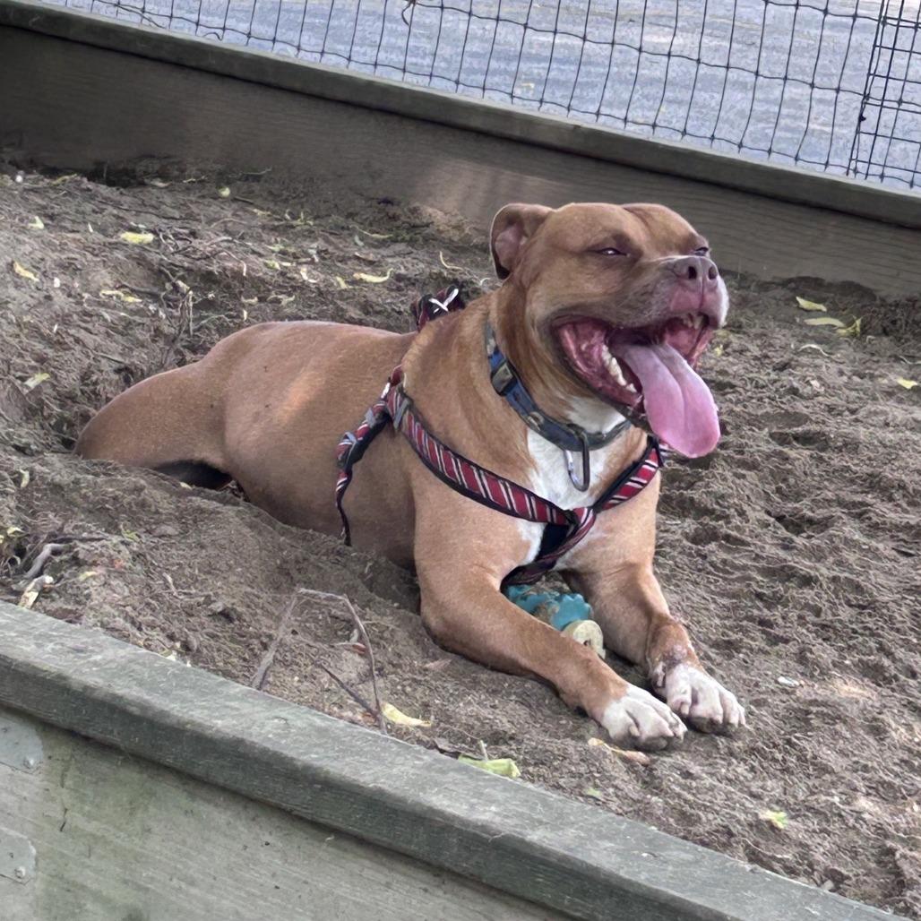 Enlarge King, a Adoptable mixed breed in Ashtabula, OH image 2/5