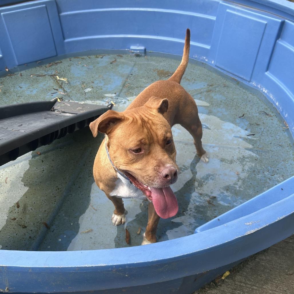 Enlarge King, a Adoptable mixed breed in Ashtabula, OH image 3/5