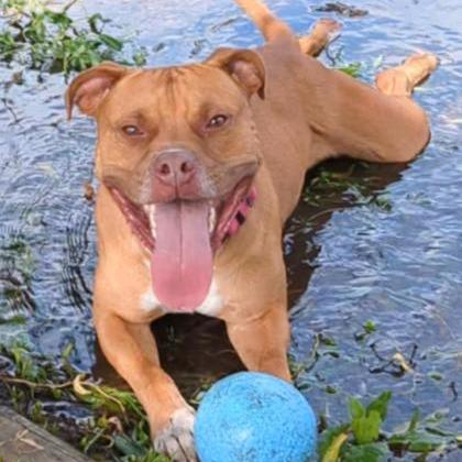 Enlarge King, a Adoptable mixed breed in Ashtabula, OH image 4/5