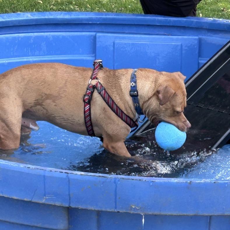 Enlarge King, a Adoptable mixed breed in Ashtabula, OH image 5/5