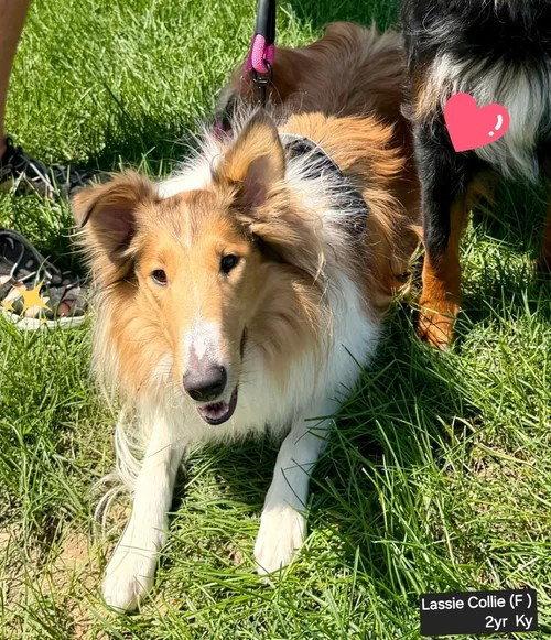 Lassie afoption pending, Adoptable, Young Female Collie.